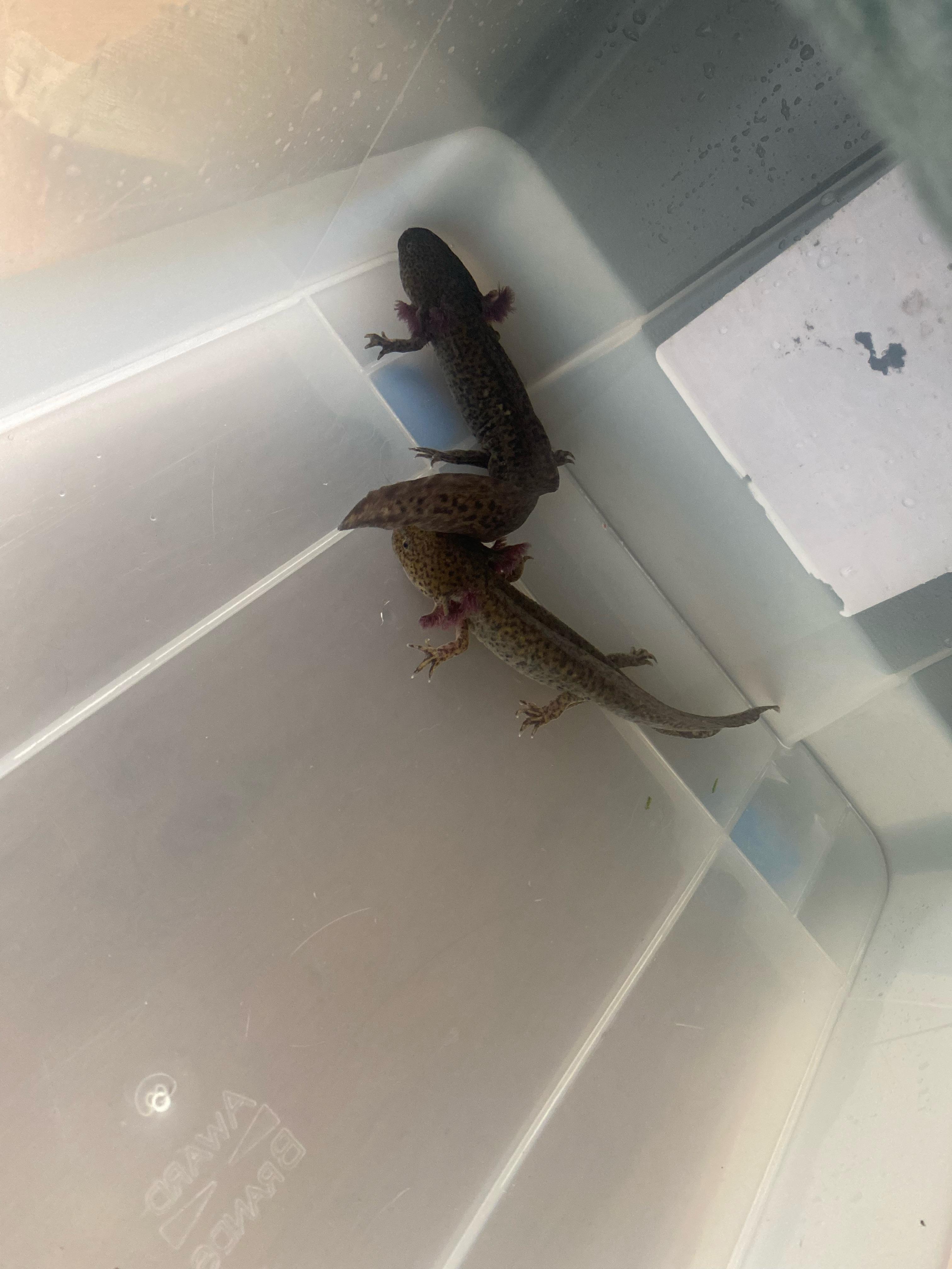 Hi everyone! I’m a new axolotl owner of 2 and I’ve just put them in a