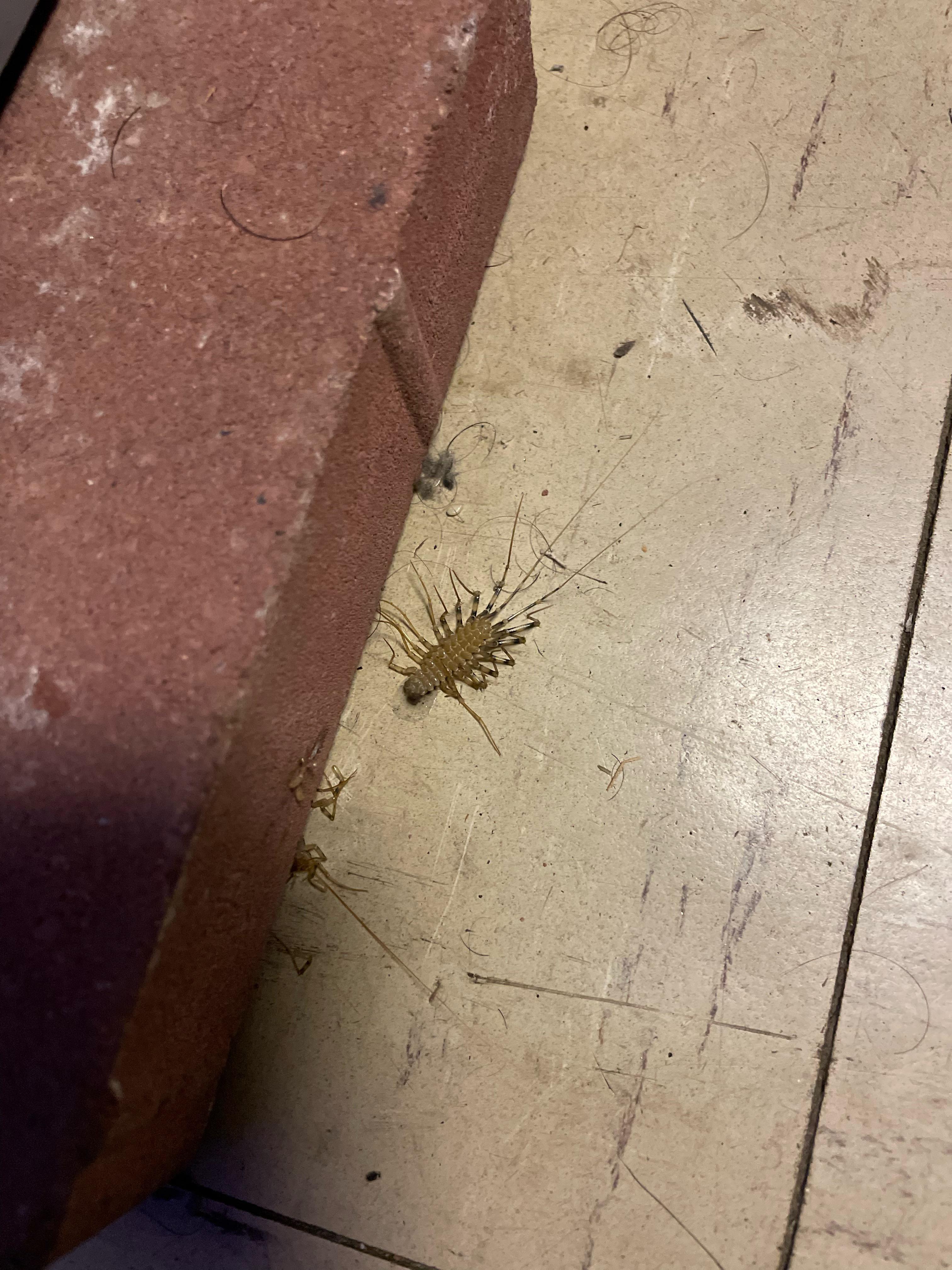 Have so many of these multiple legged house centipede in my basement