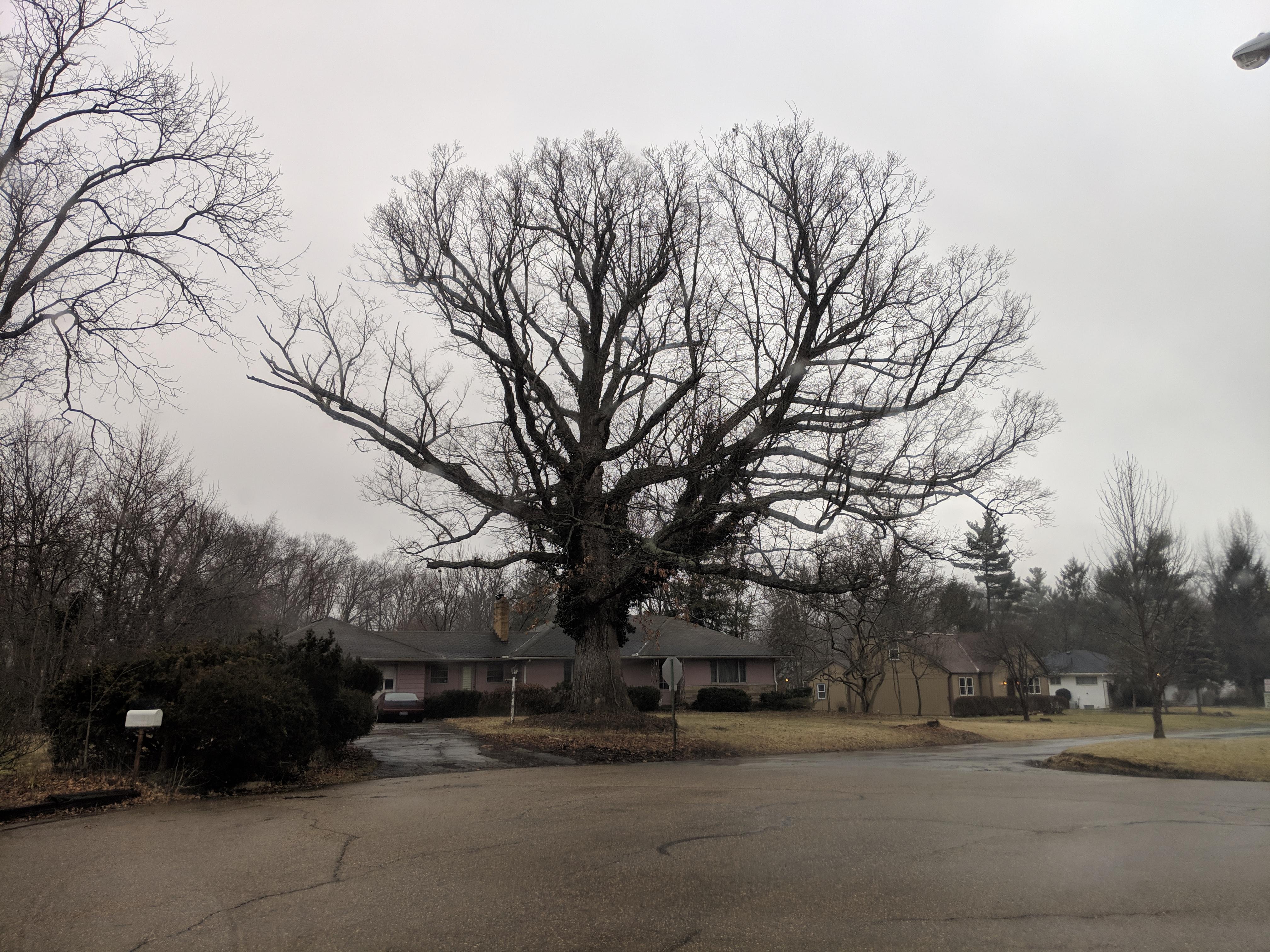 This oak tree in my neighborhood is over 100 years old. The trunk is
