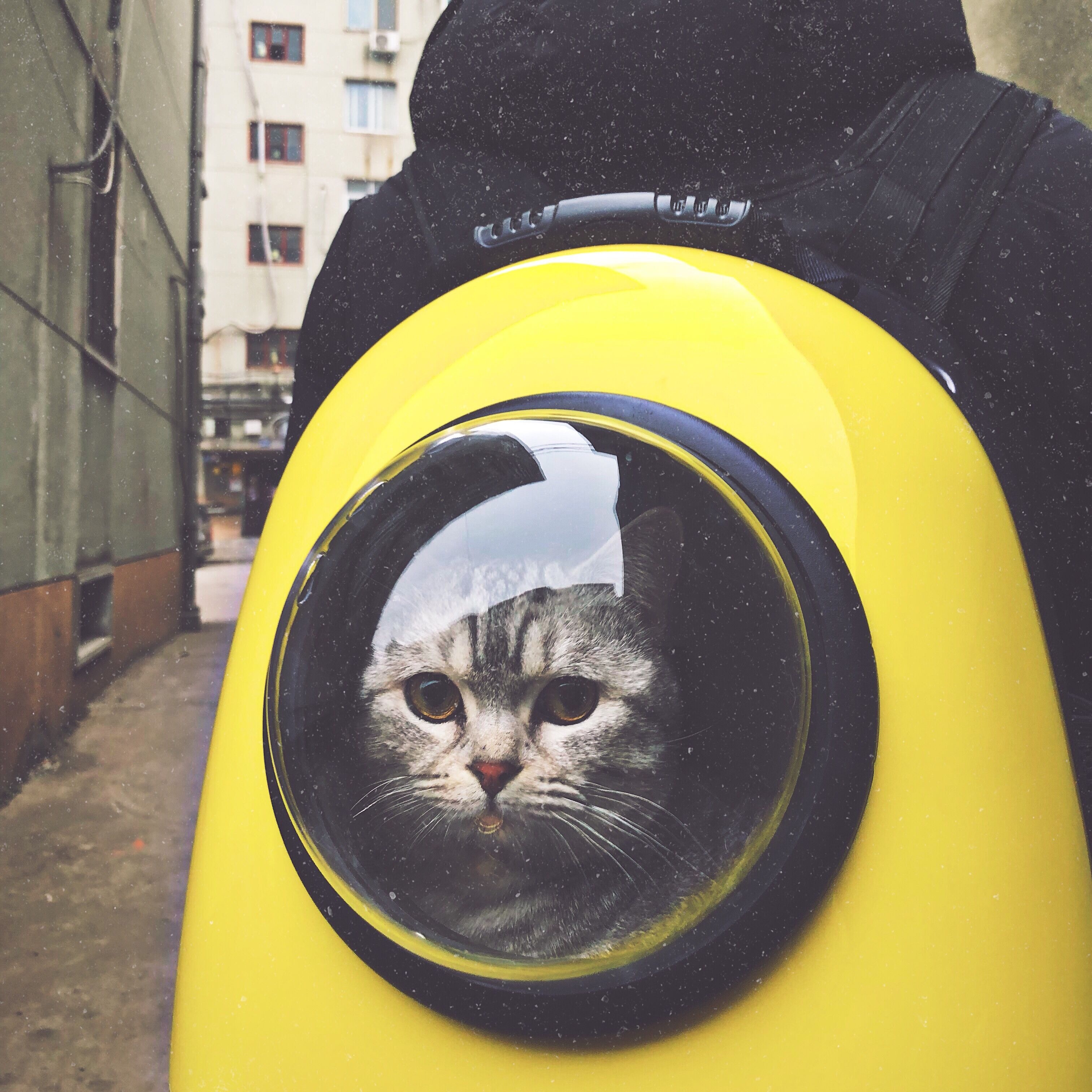 PsBattle Cat in a bubble backpack