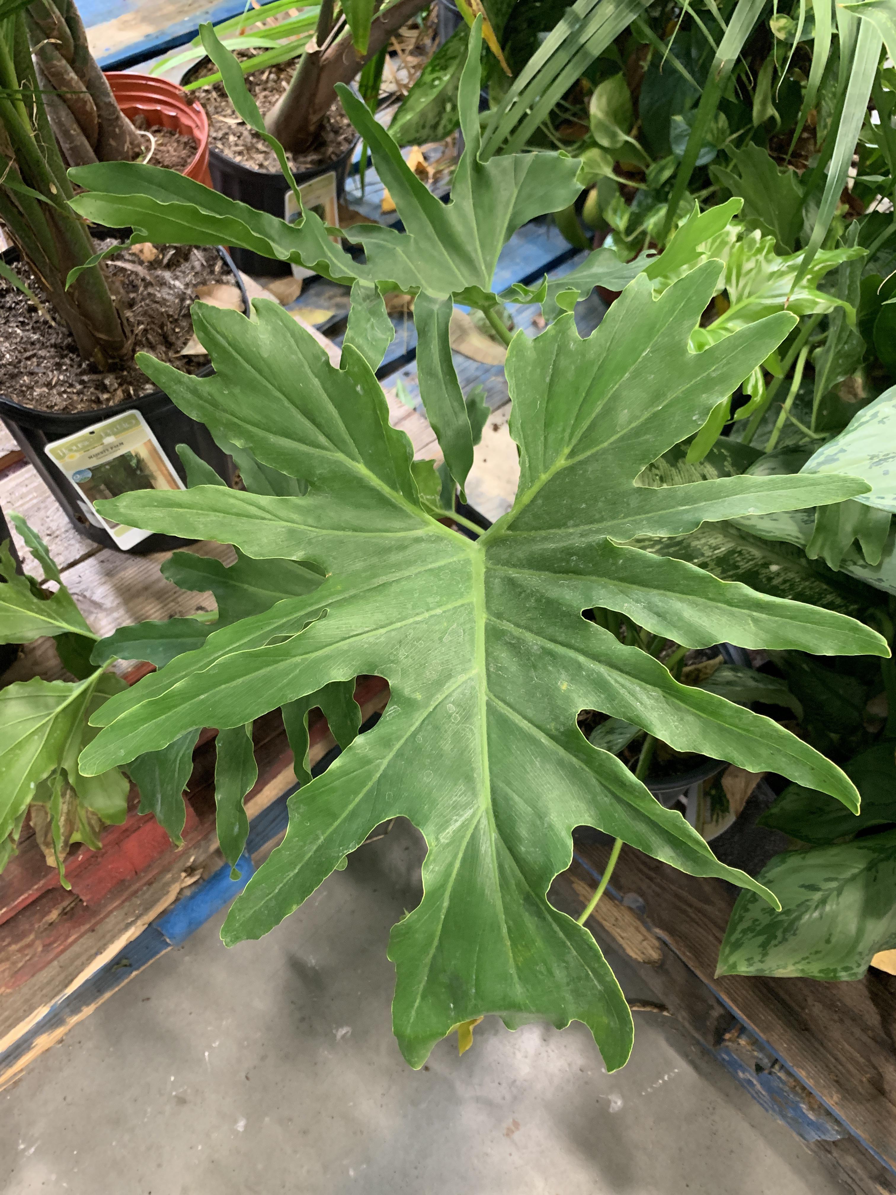 What is this plant I found at Lowe's on clearance rack labeled 10