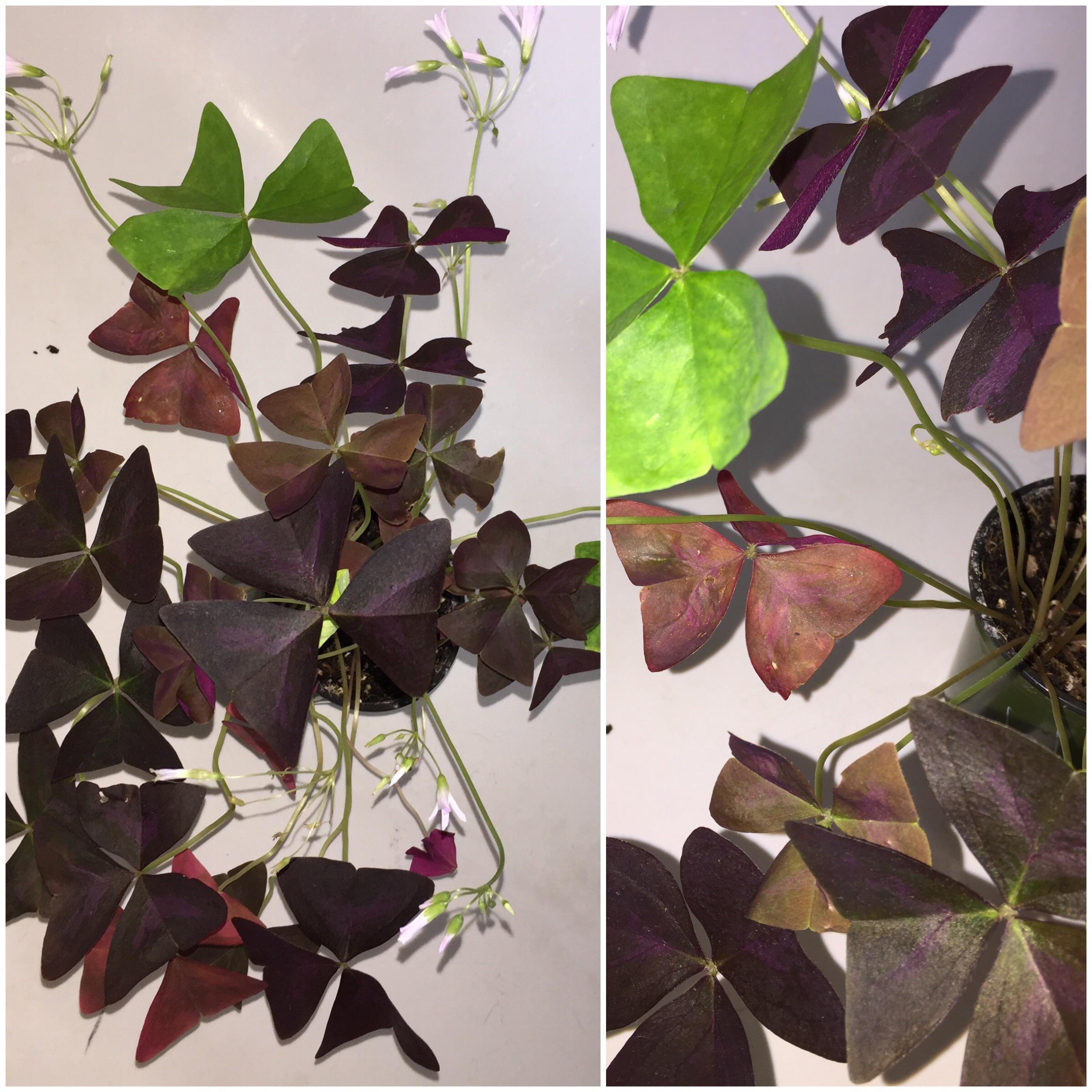 Is My Plant Dying Or Going Dormant at Bridgette Girard blog