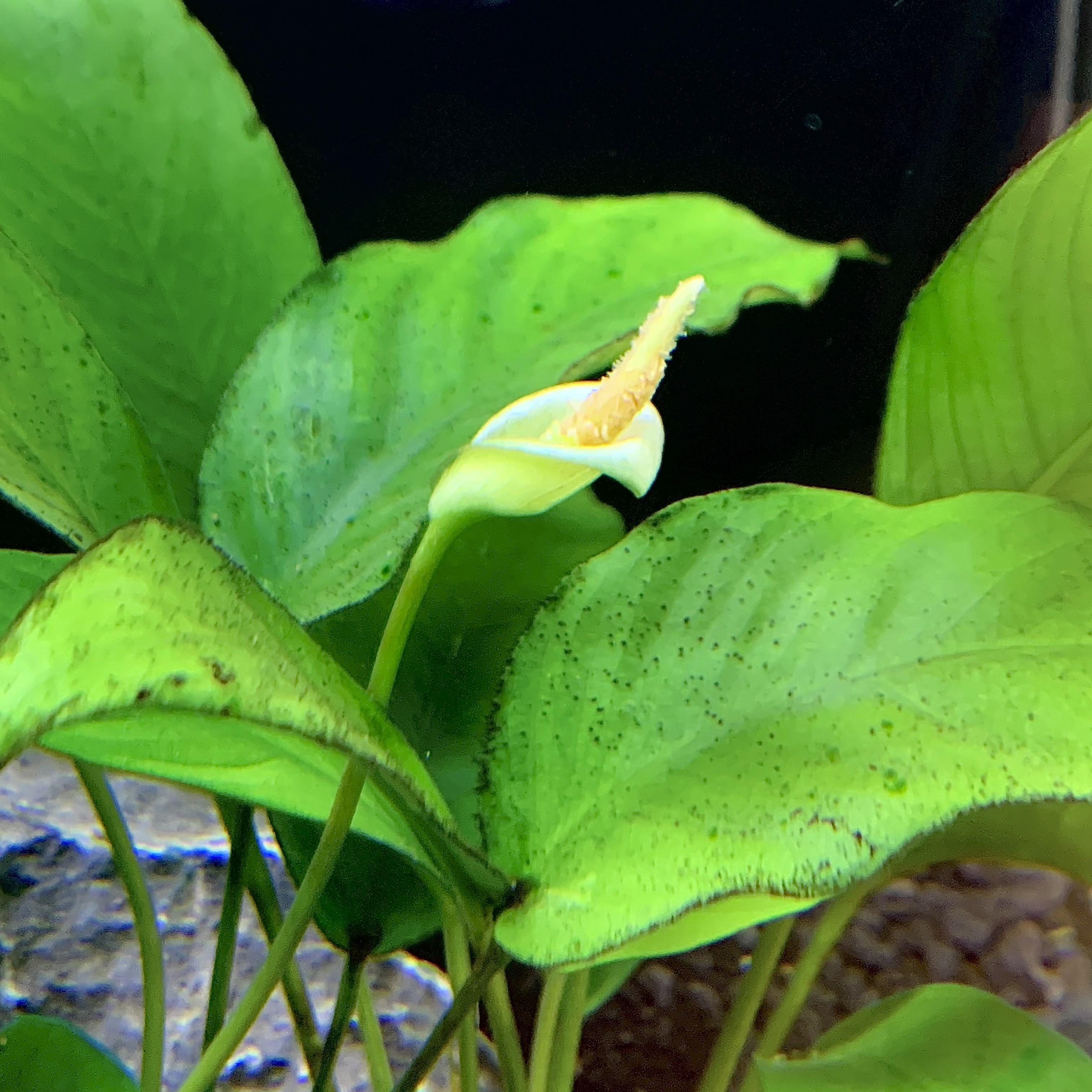 Surprise anubias flower! r/PlantedTank