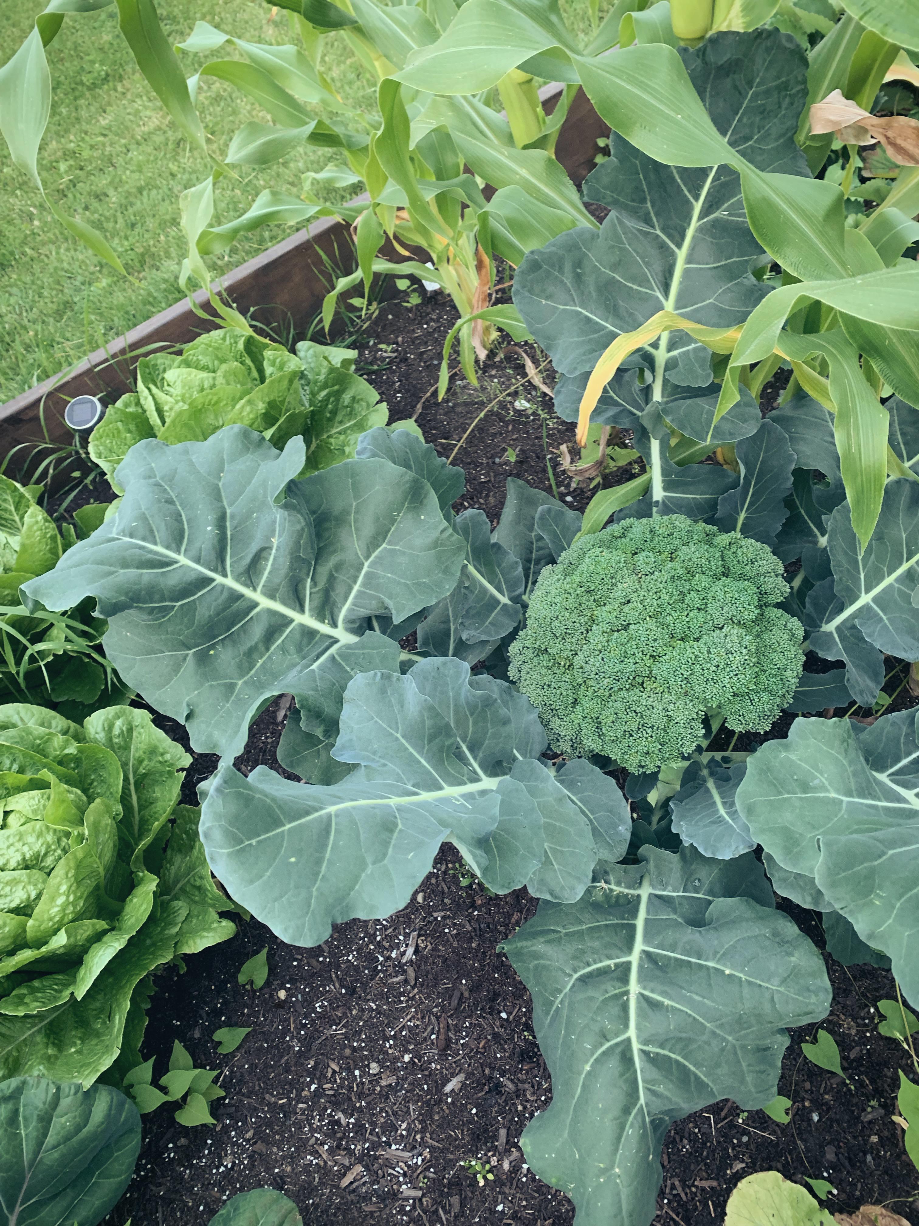 Just got to harvest broccoli for my first time, in my first garden