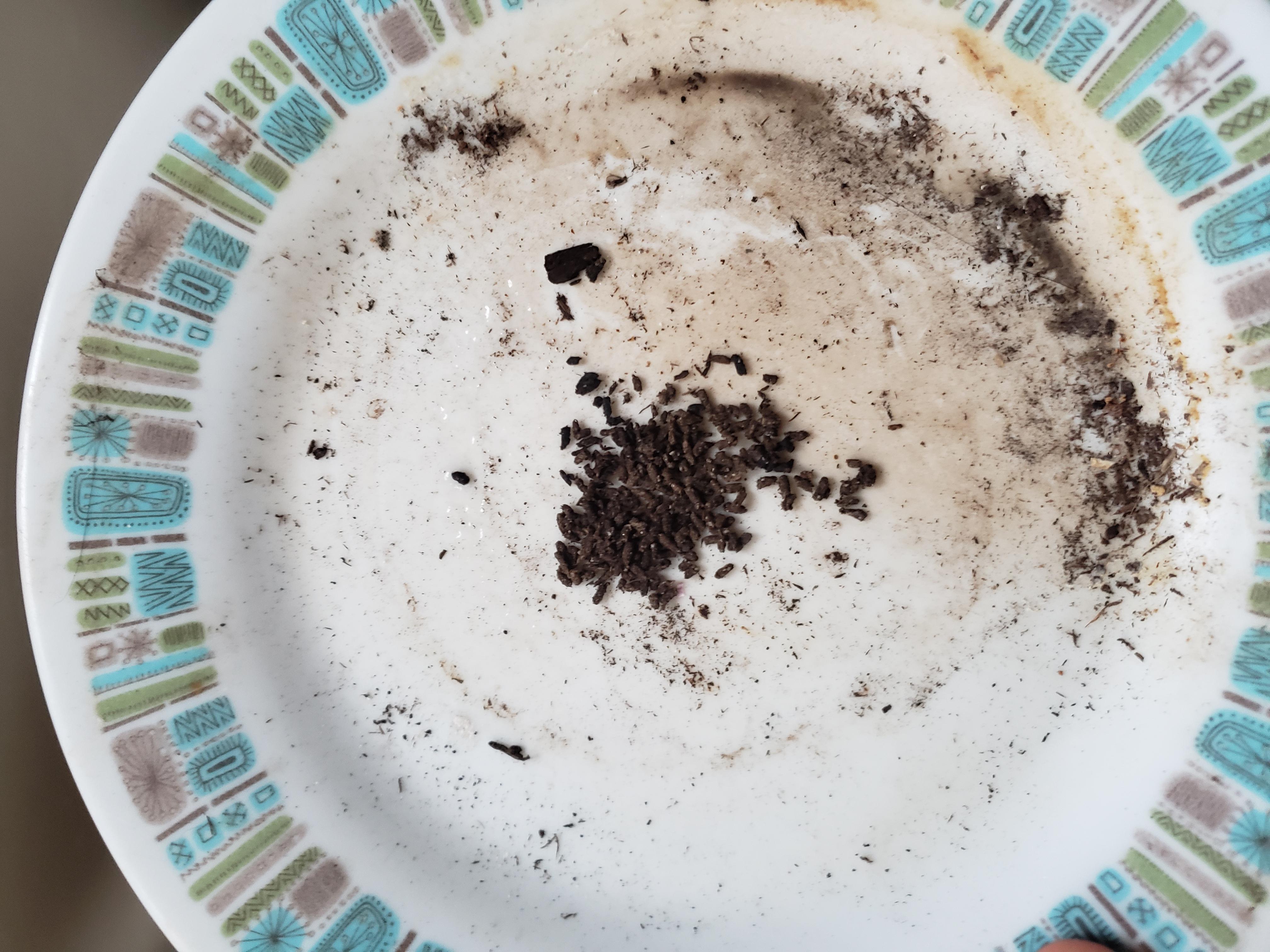 Poop (?) dropping out of bottom of plant pot r/plantclinic