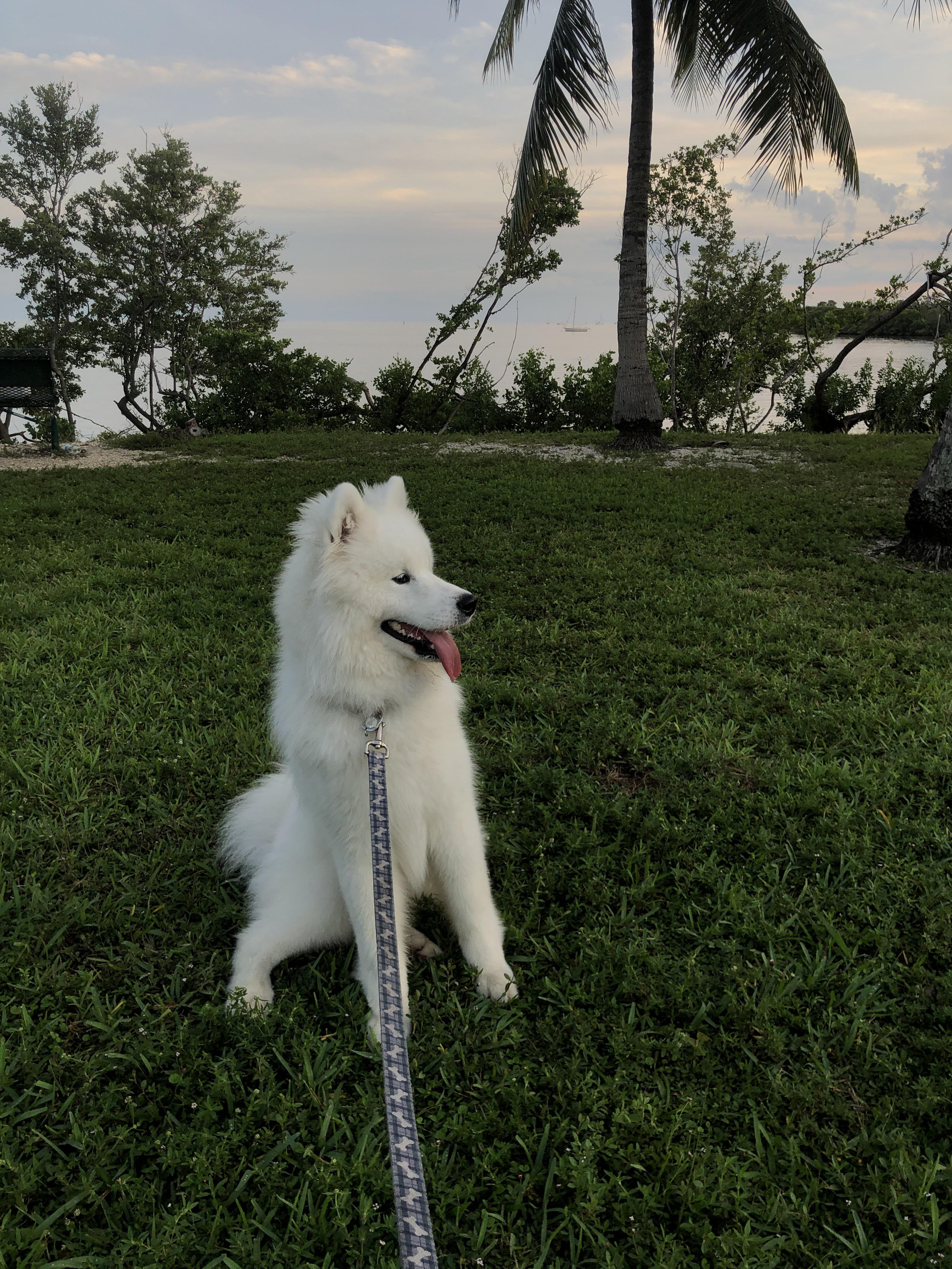 Enjoying Miami’s perfect dog parks. What are your faves? r/Miami