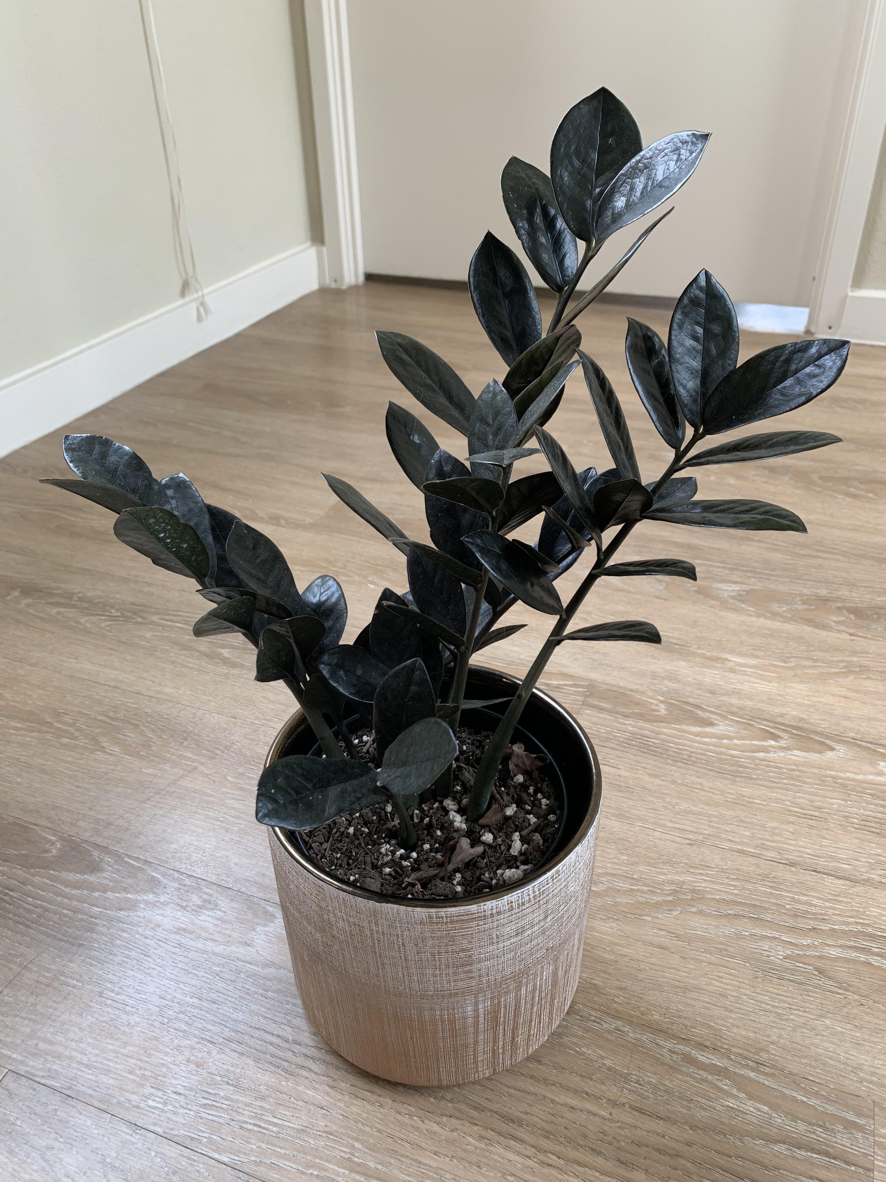 Raven ZZ plant hasn’t had new growth in 6 months, but looks happy