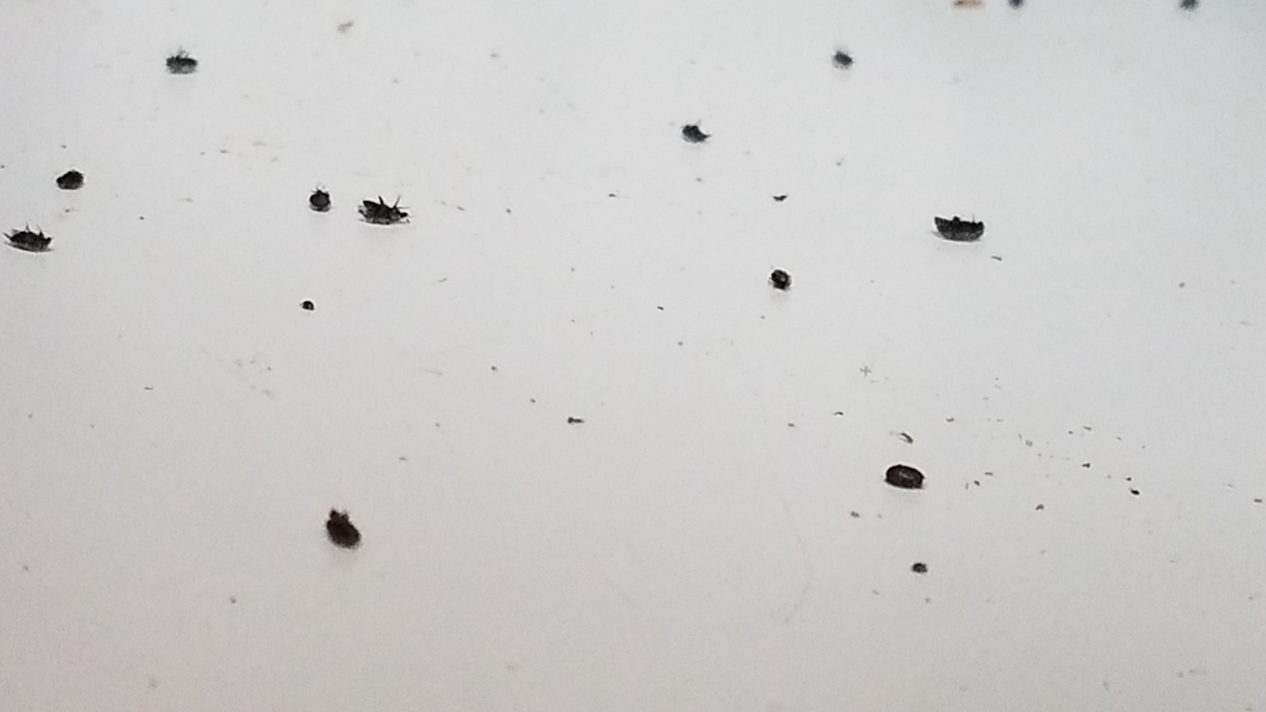 [Long Island, NY] My kitchen has been infested with these little black