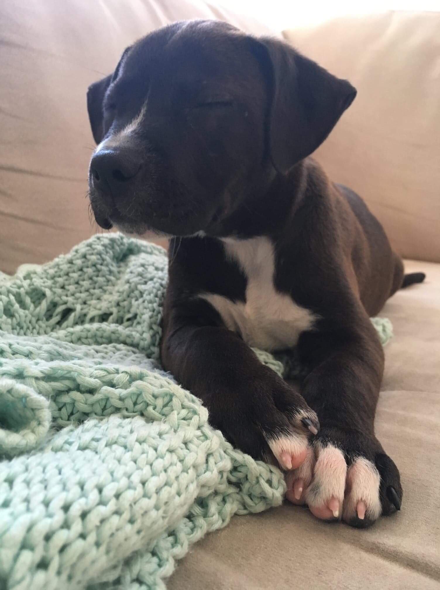 Lab Staffy Mix Puppies