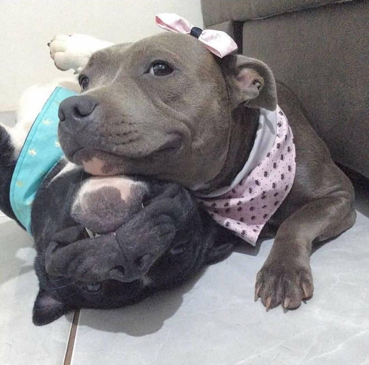 Pitbulls can be cute too r/velvethippos