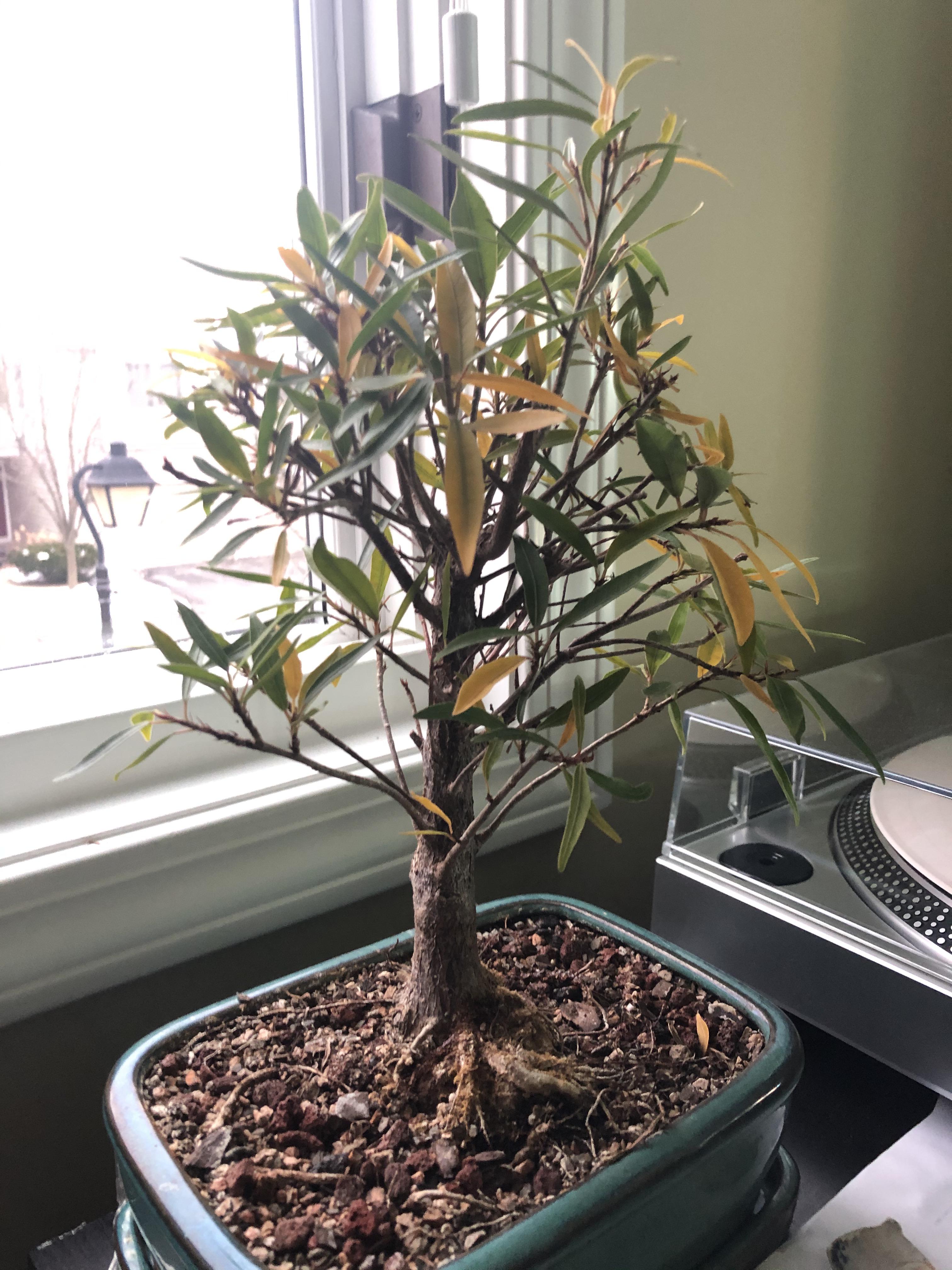 I was unable to water my ficus salicifolia/willow lead ficus for about