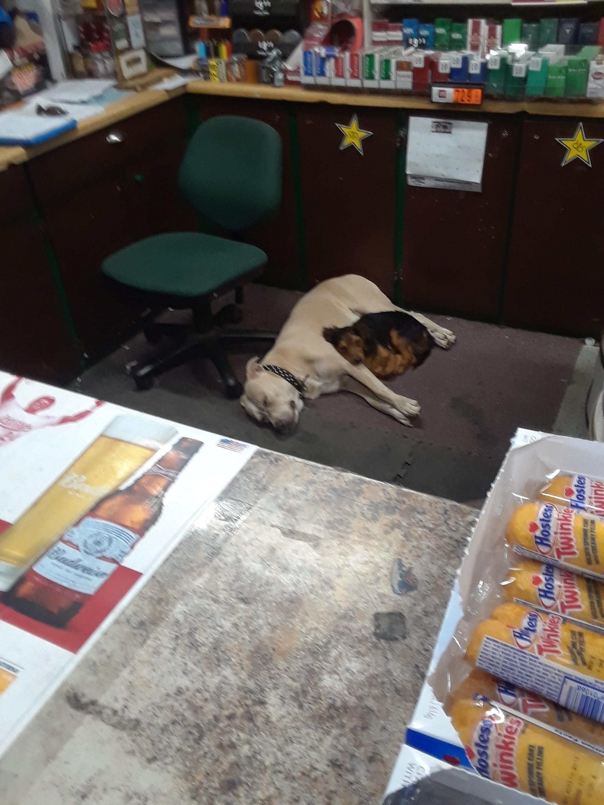 These 2 dogs I saw at a gas station r/aww