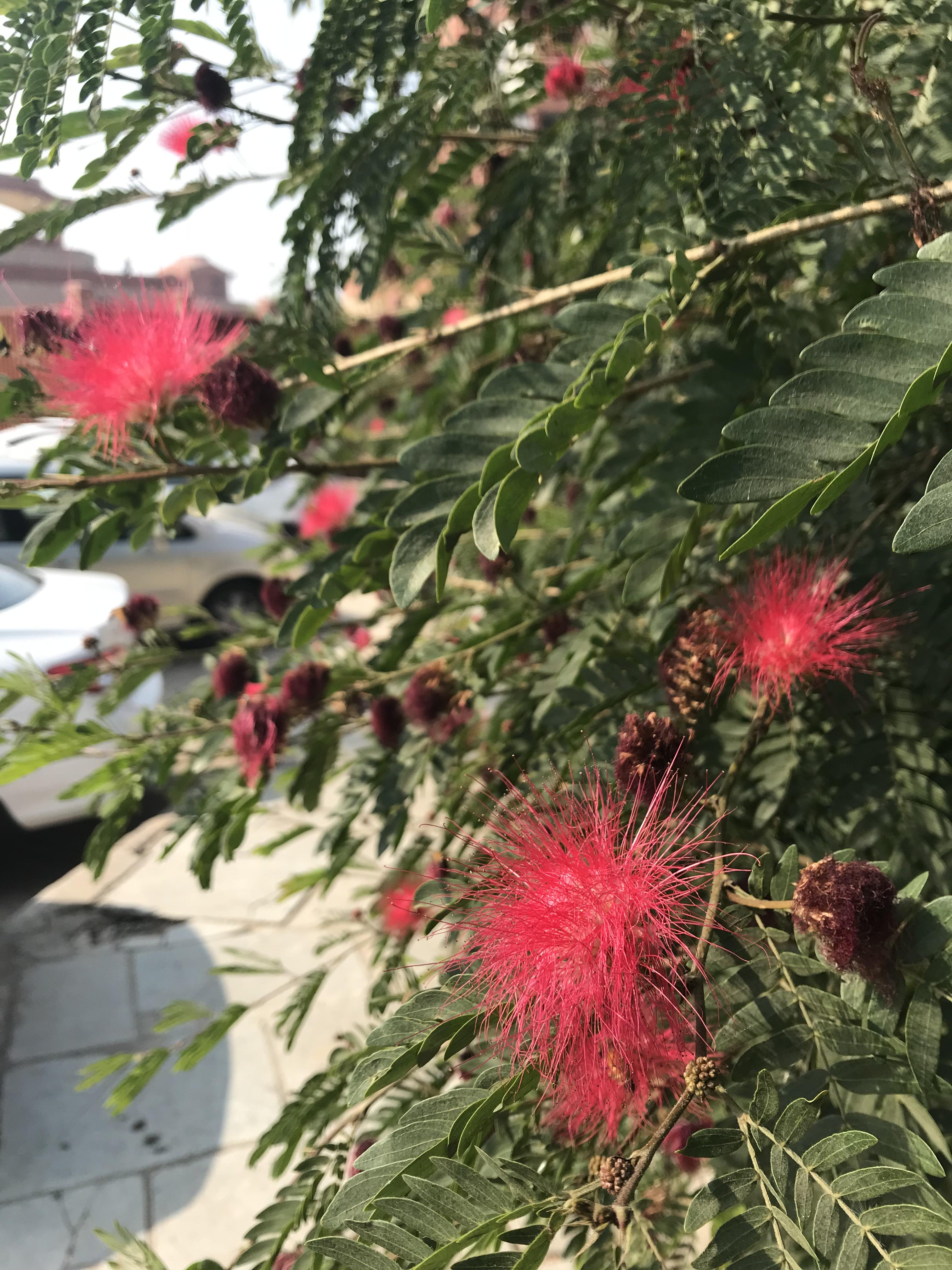 What is this plant? Seen in Jaipur, India r/whatsthisplant