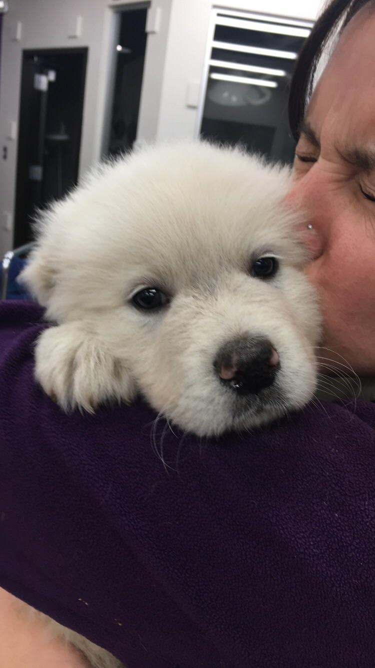 Someone brought a cotton ball with a face to my vet clinic yesterday