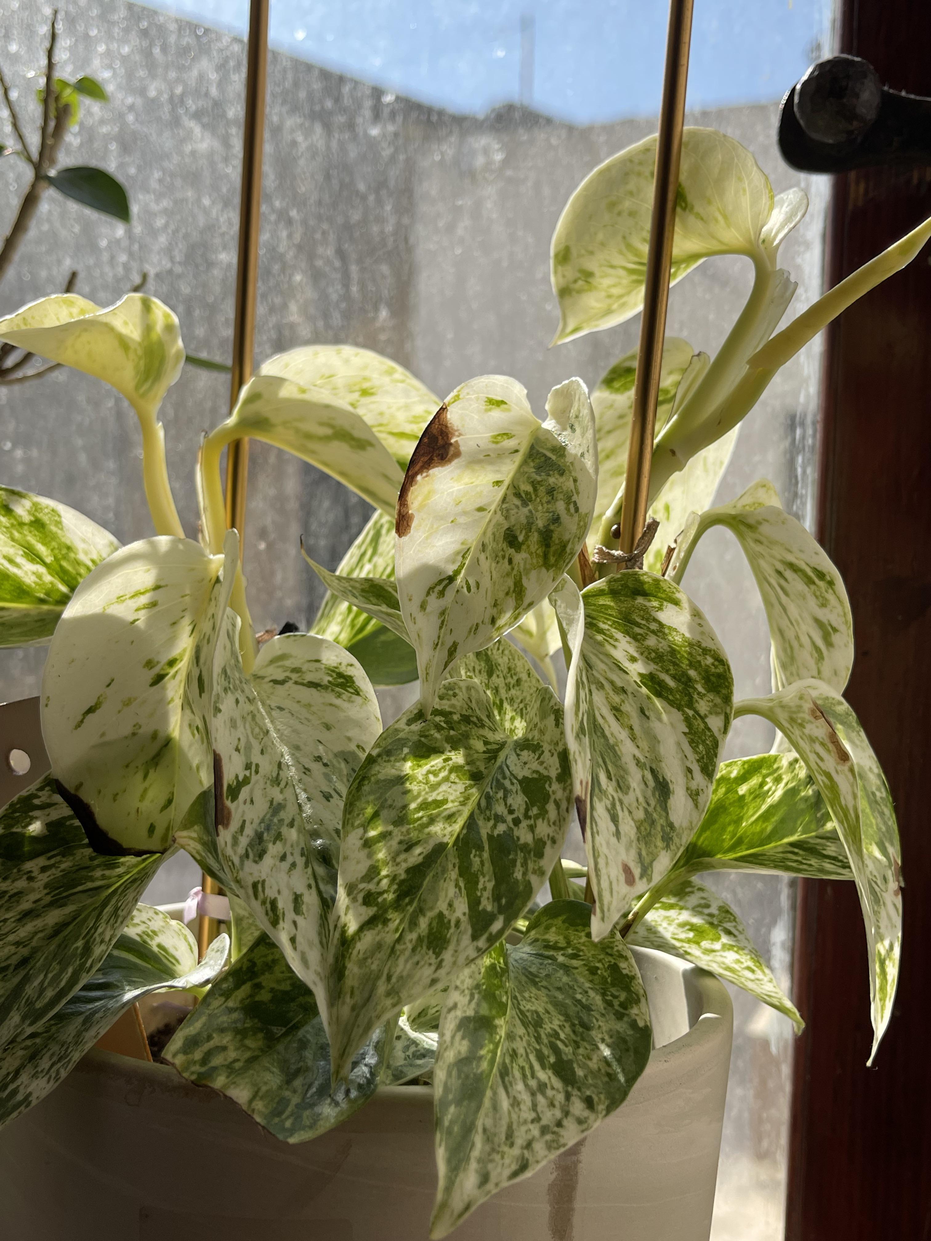 Does anyone know why the edges (not tips) of my marble queen are