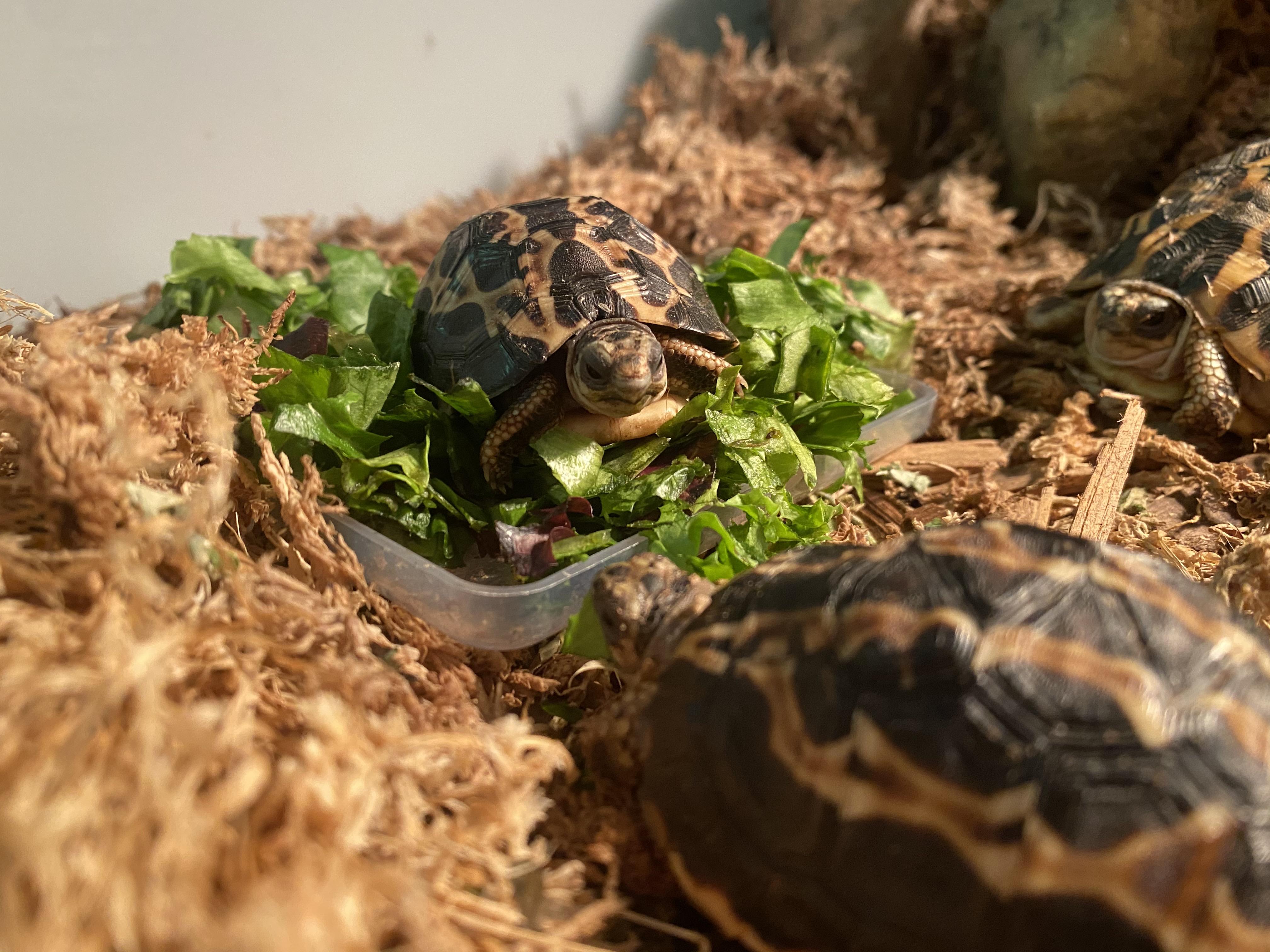 My spider tortoises (Pyxis arachnoides arachnoides) enjoying some morning greens. r/tortoise
