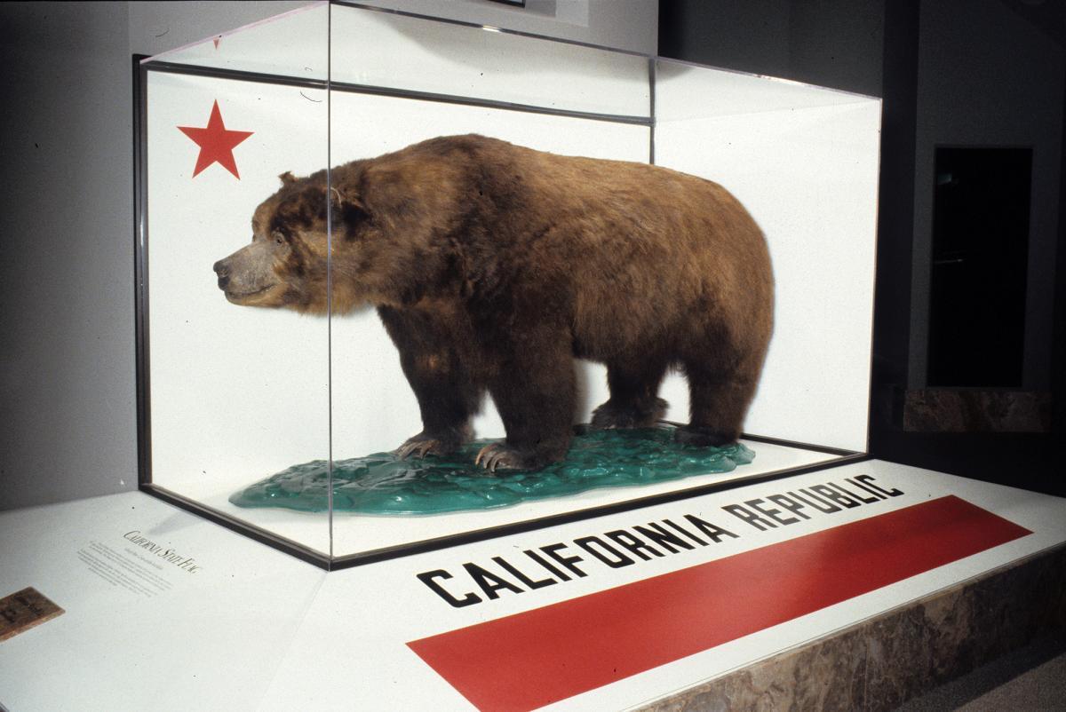 California Grizzly Bear in the style of the California flag r/vexillology