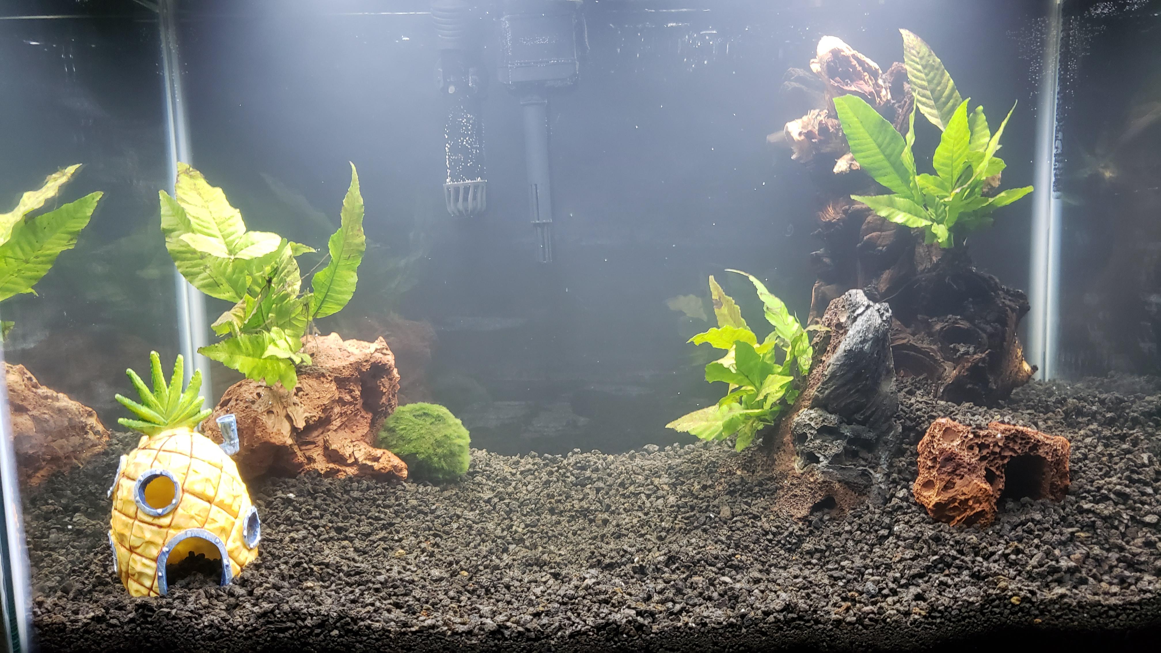Day 3 of my first Planted Tank. Will the wilted parts of my plants get