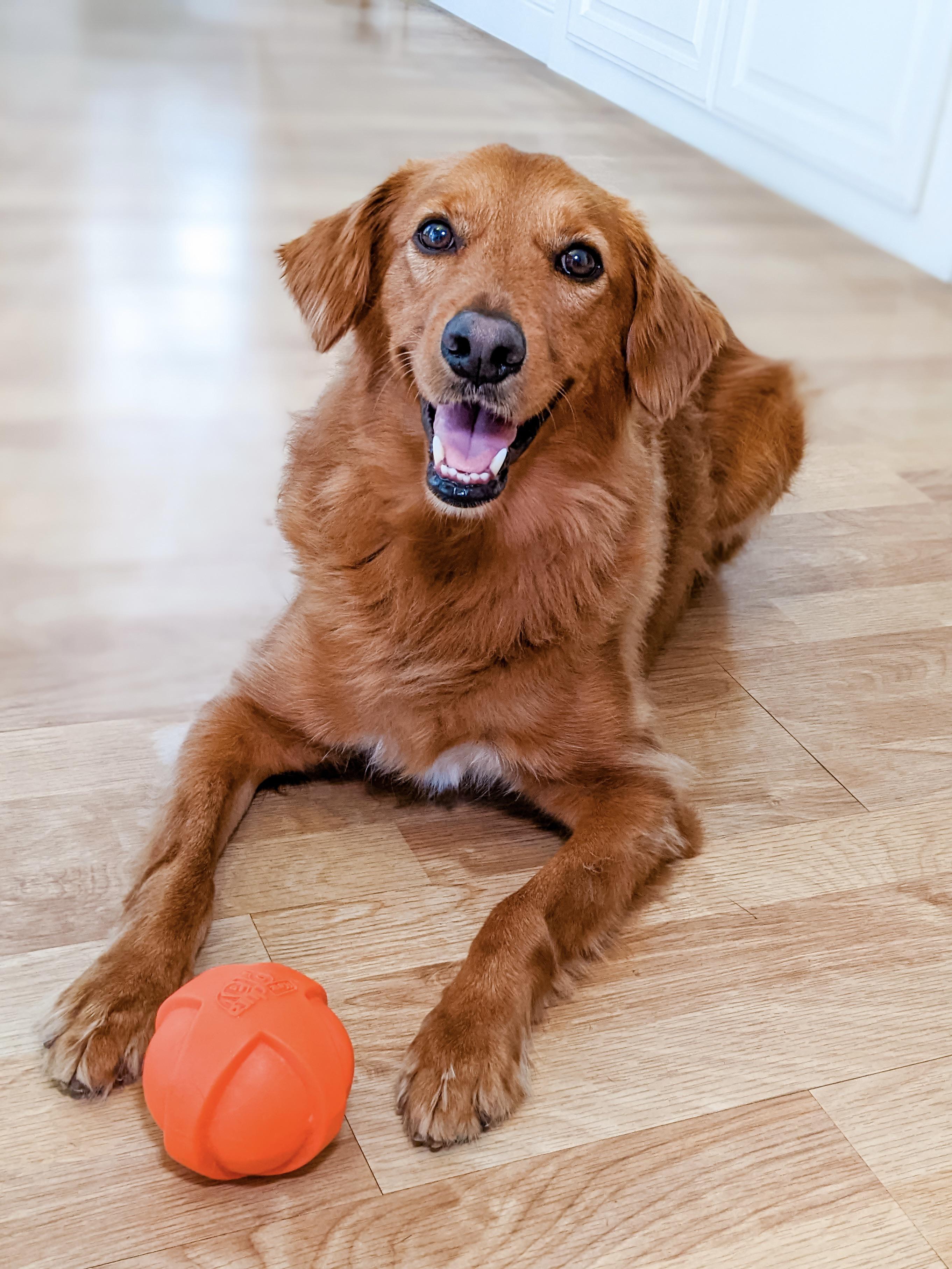 Ball is my dog’s favorite toy r/PuppySmiles
