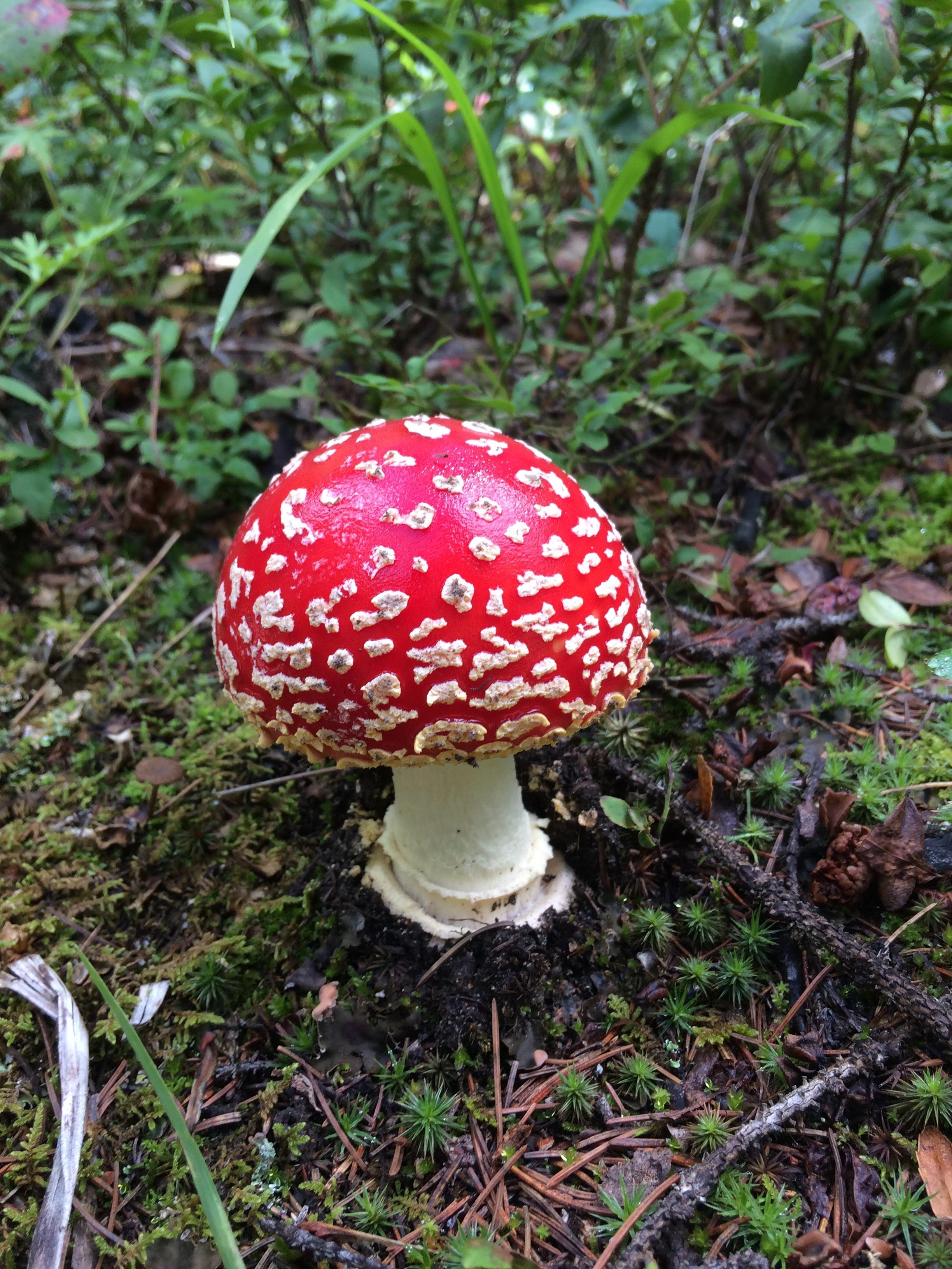 A beautiful mushroom I found hiking near durango, Colorado r/mycology
