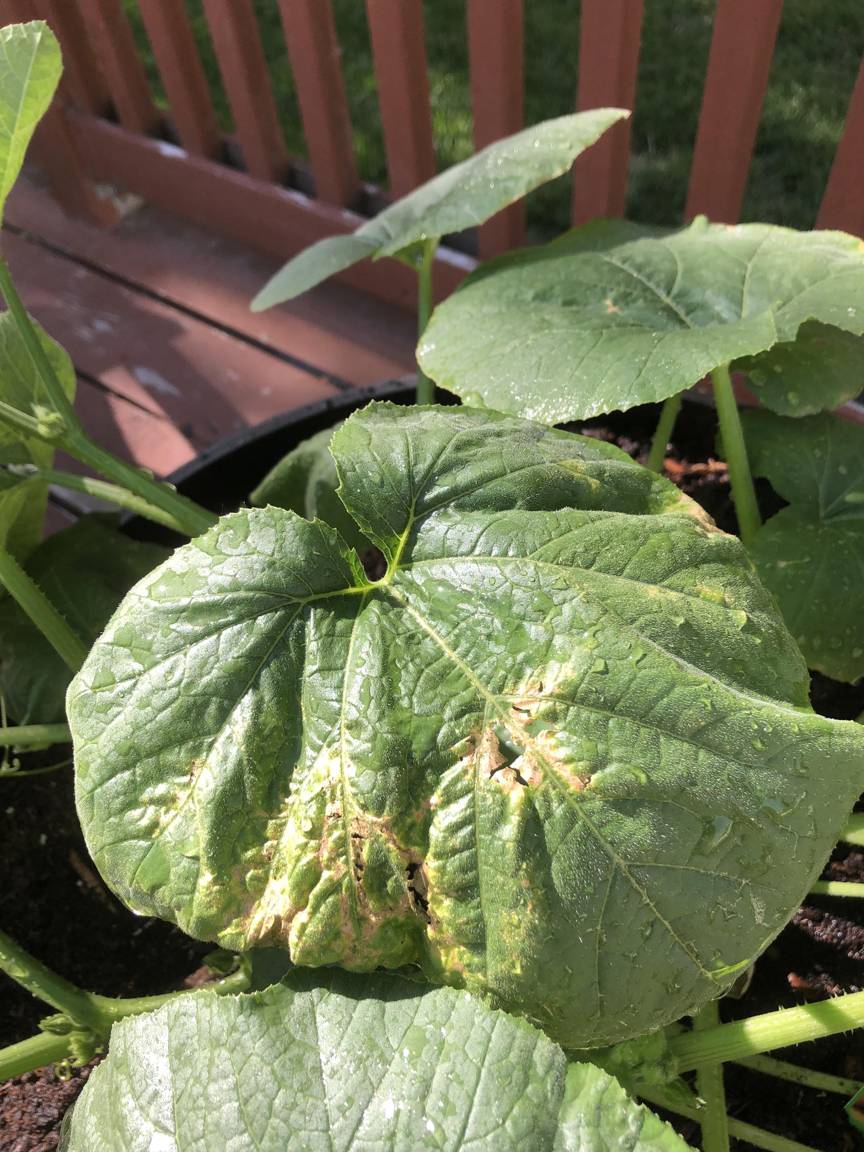 This is my pumpkin plant. Any idea what is causing this yellowing? r