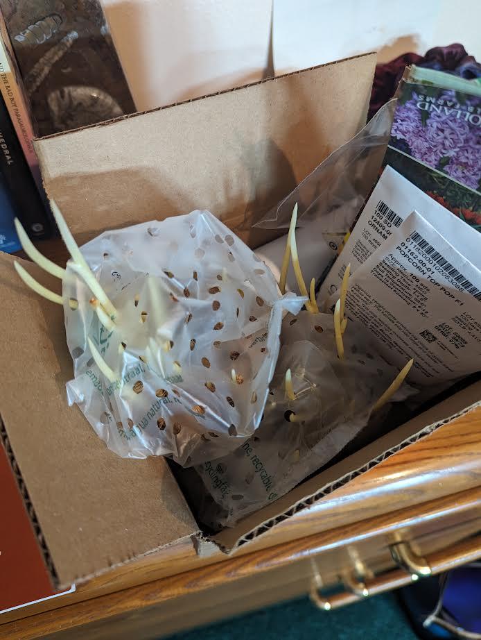 Wanted to plant these Saffron bulbs later this year but they're already