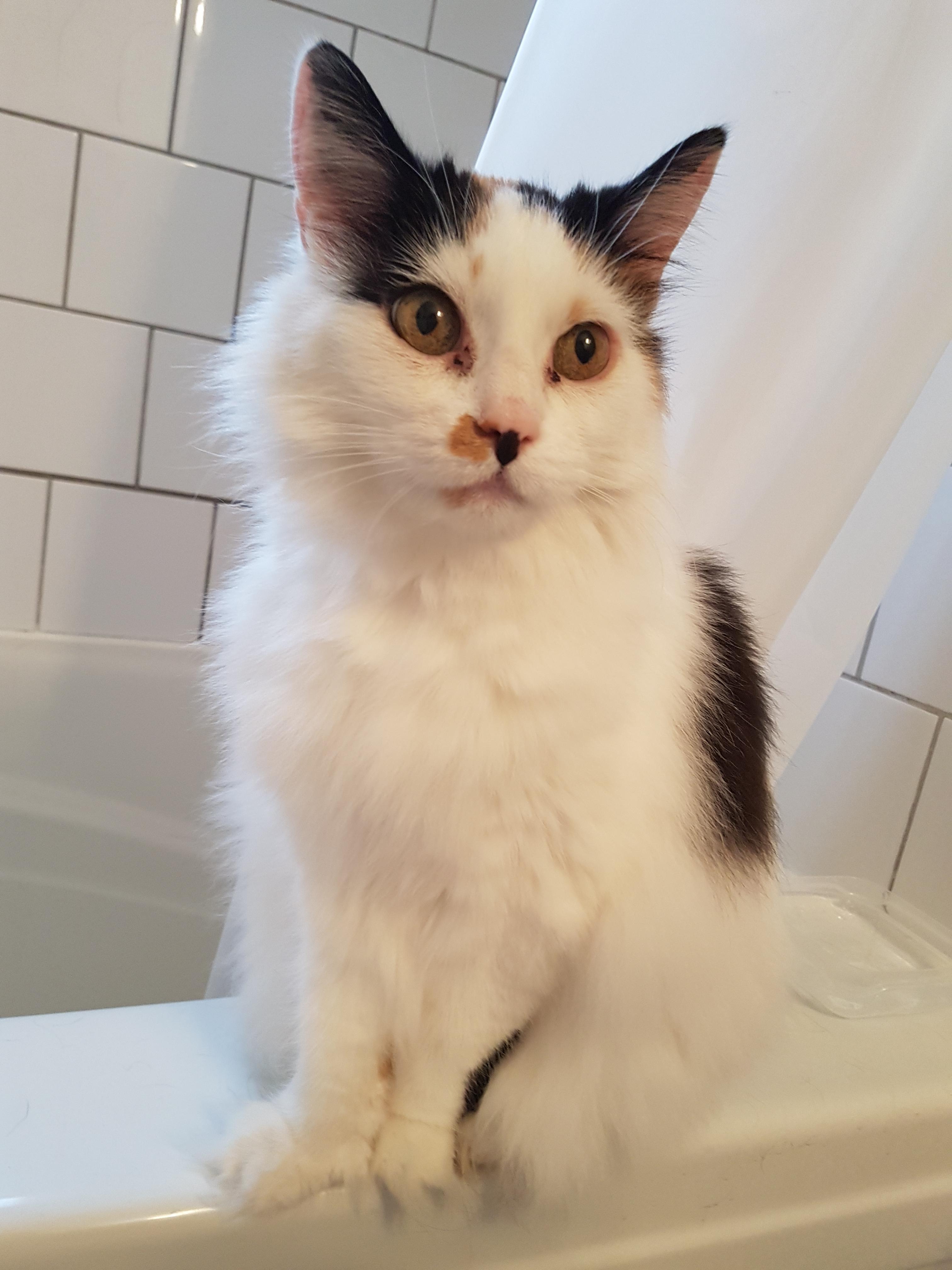 My 16 years old cat still looks like a kitten r/aww