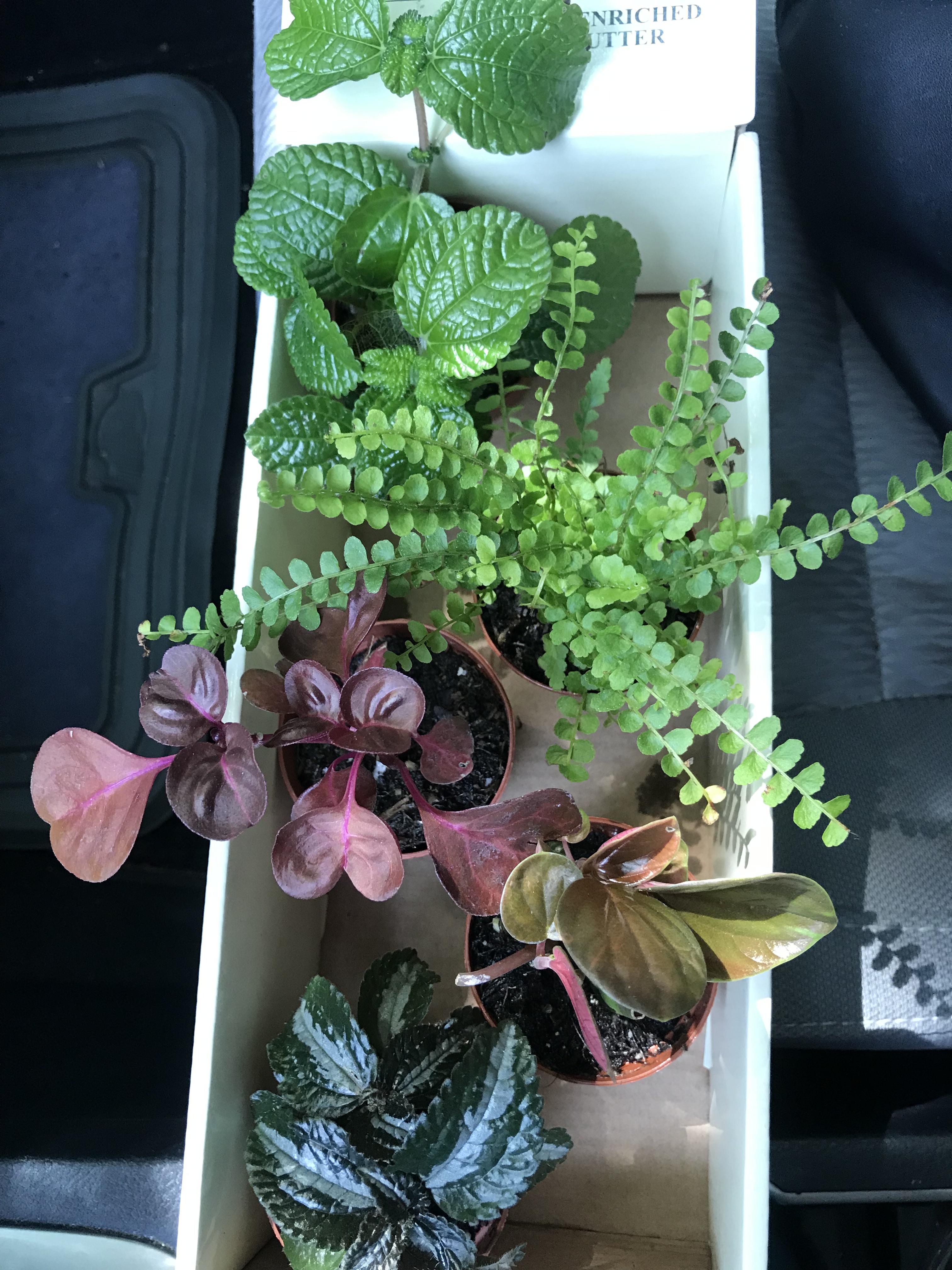 Impulse bought some plants—anyone know if they’re safe for crested