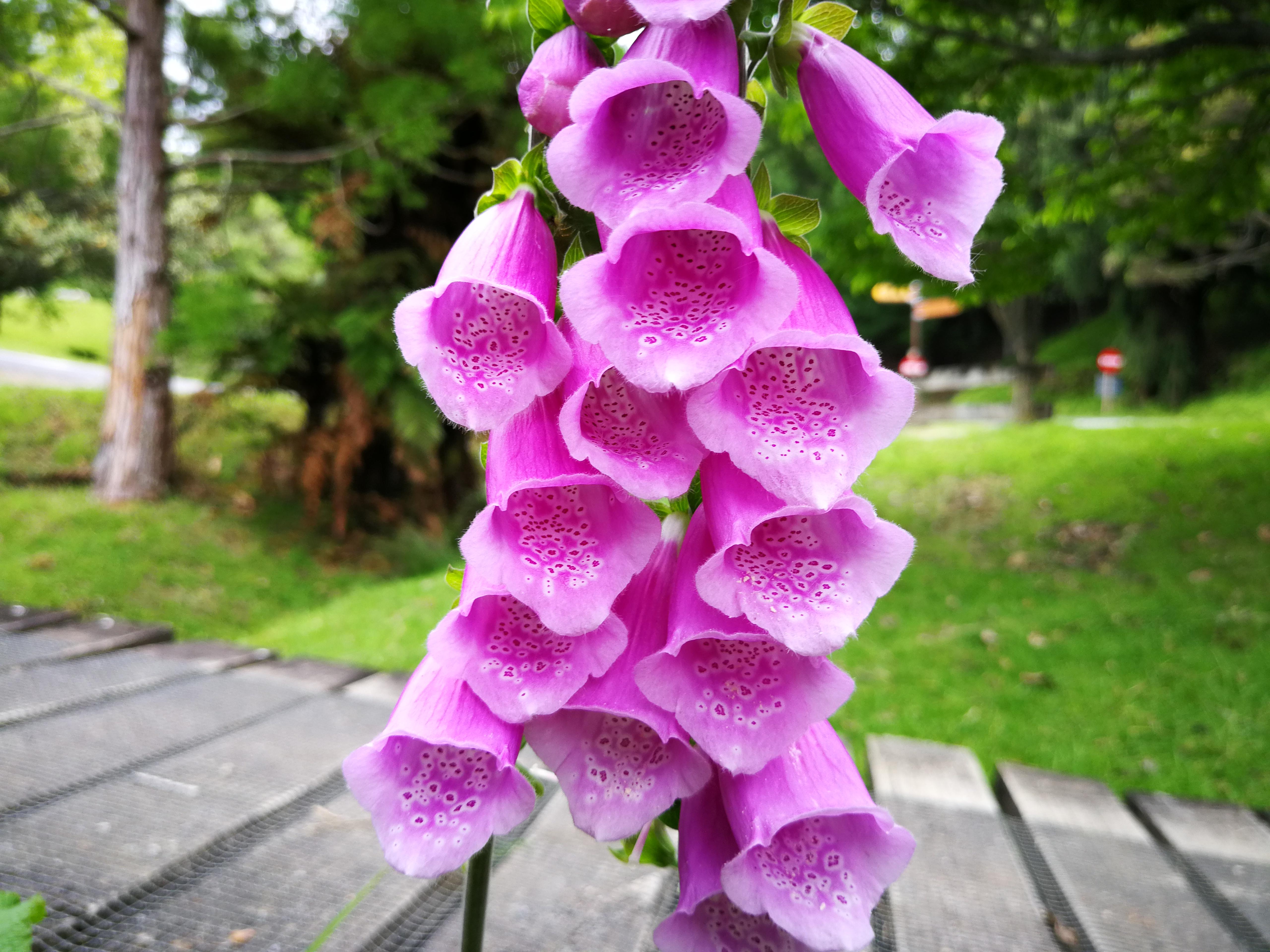 [OC] purple bell shaped flower [5120x3840] r/BotanicalPorn