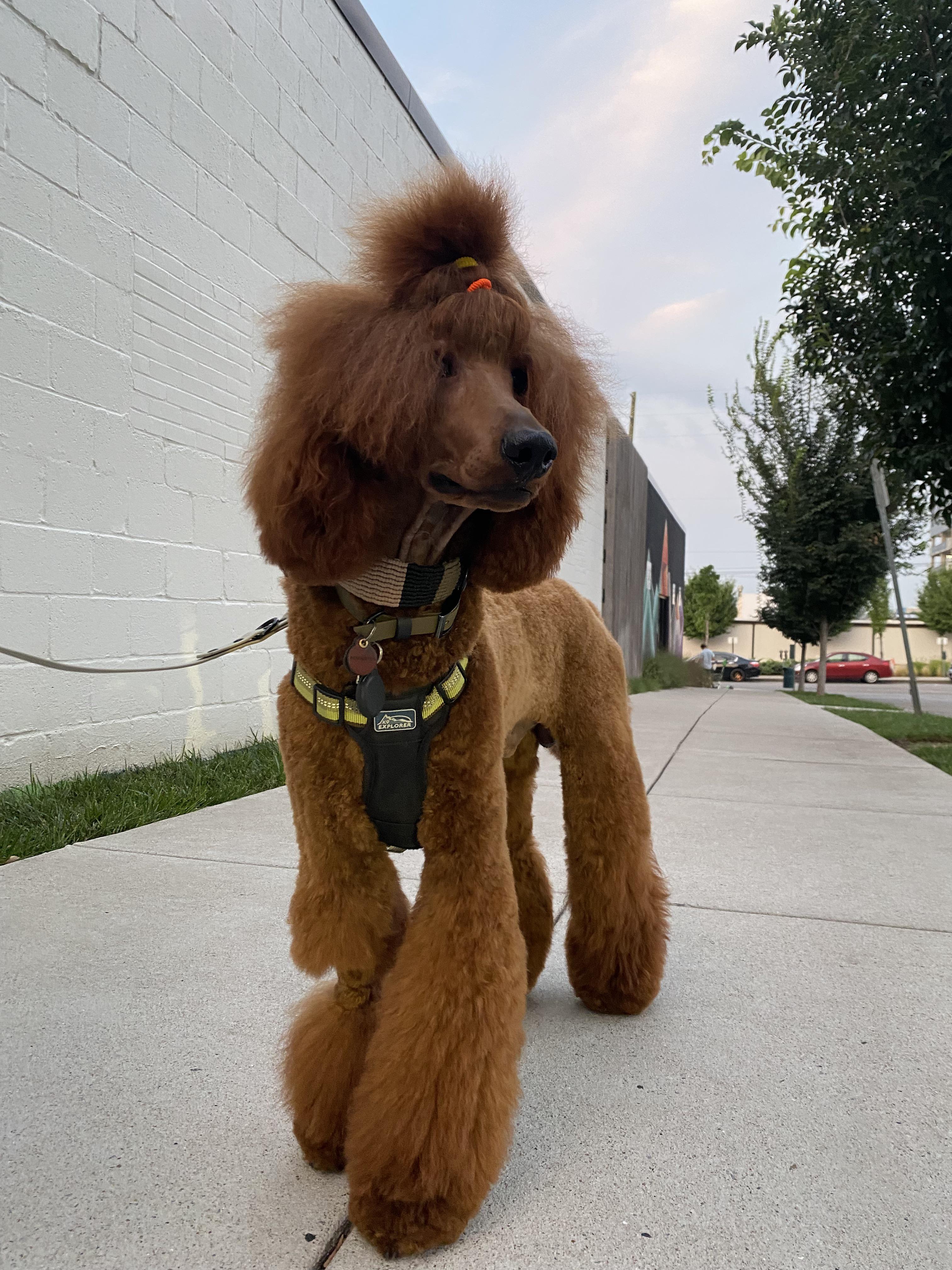 Remingtons Asian Fusion inspired cut! (Ignore the shaved leg, we had an