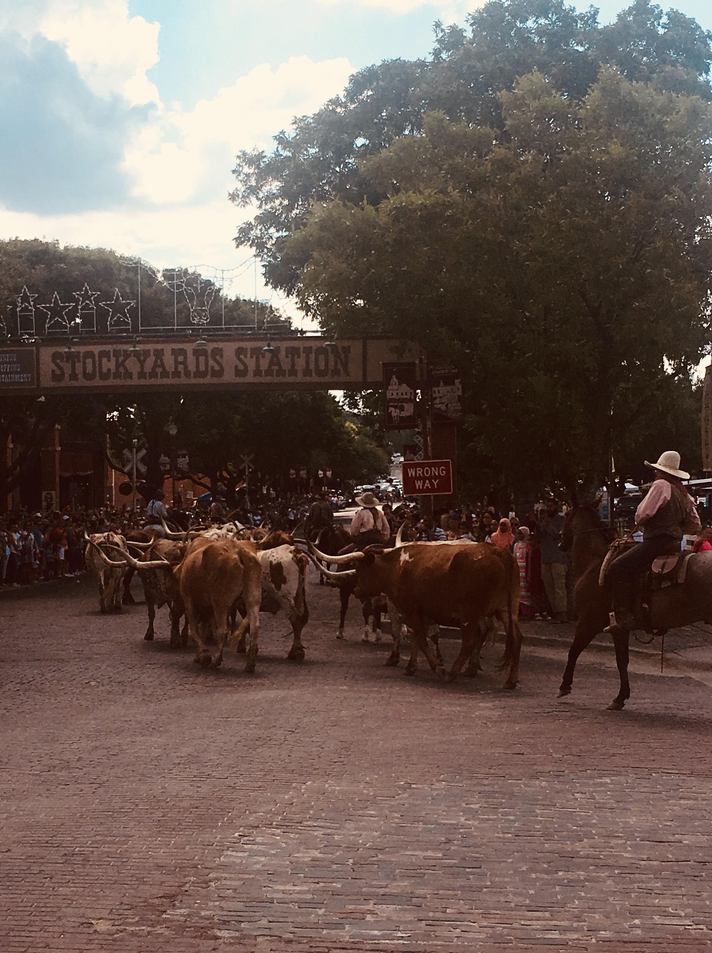 Fort Worth Stockyards Events June 2024 Ft. Worth Stockyards Dallas