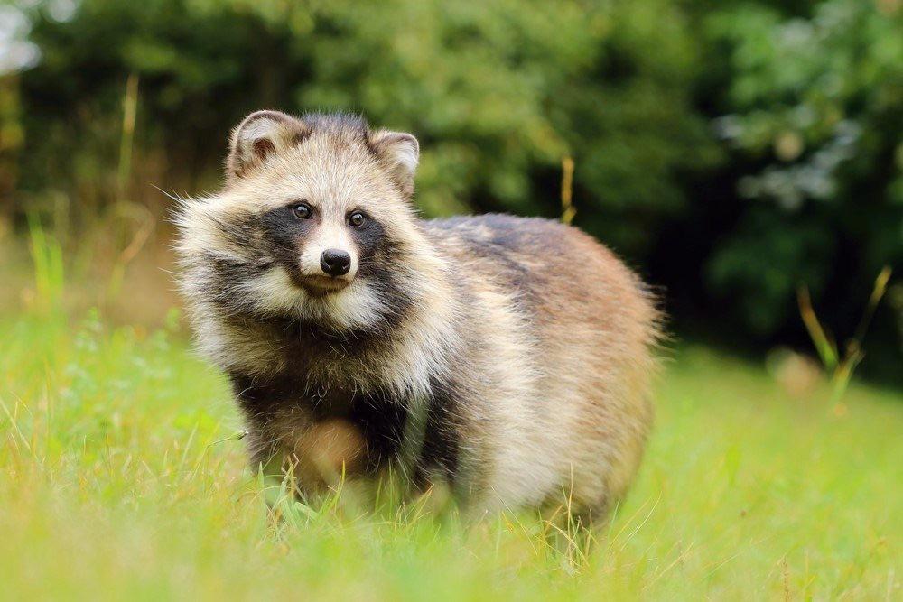 Here is a Tanuki, also known as the Japanese Raccoon Dogs, its