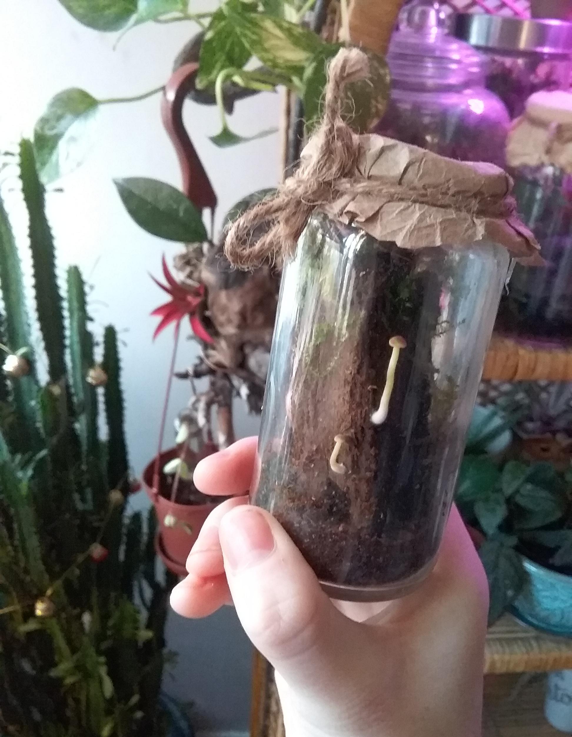 Little mushrooms growing in the back of my mossarium r/terrariums