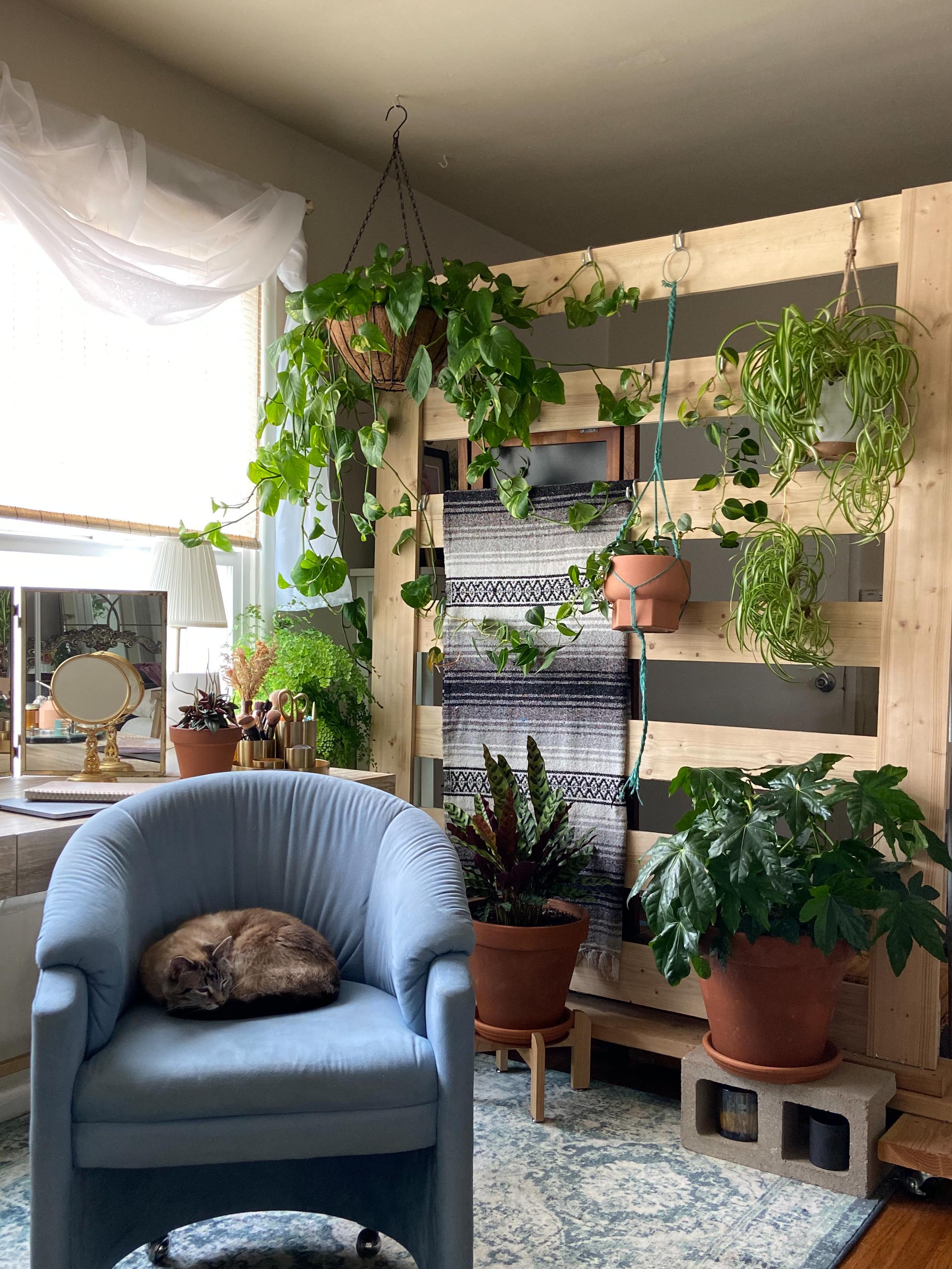 diy plant wall divider for my studio apartment r/houseplants