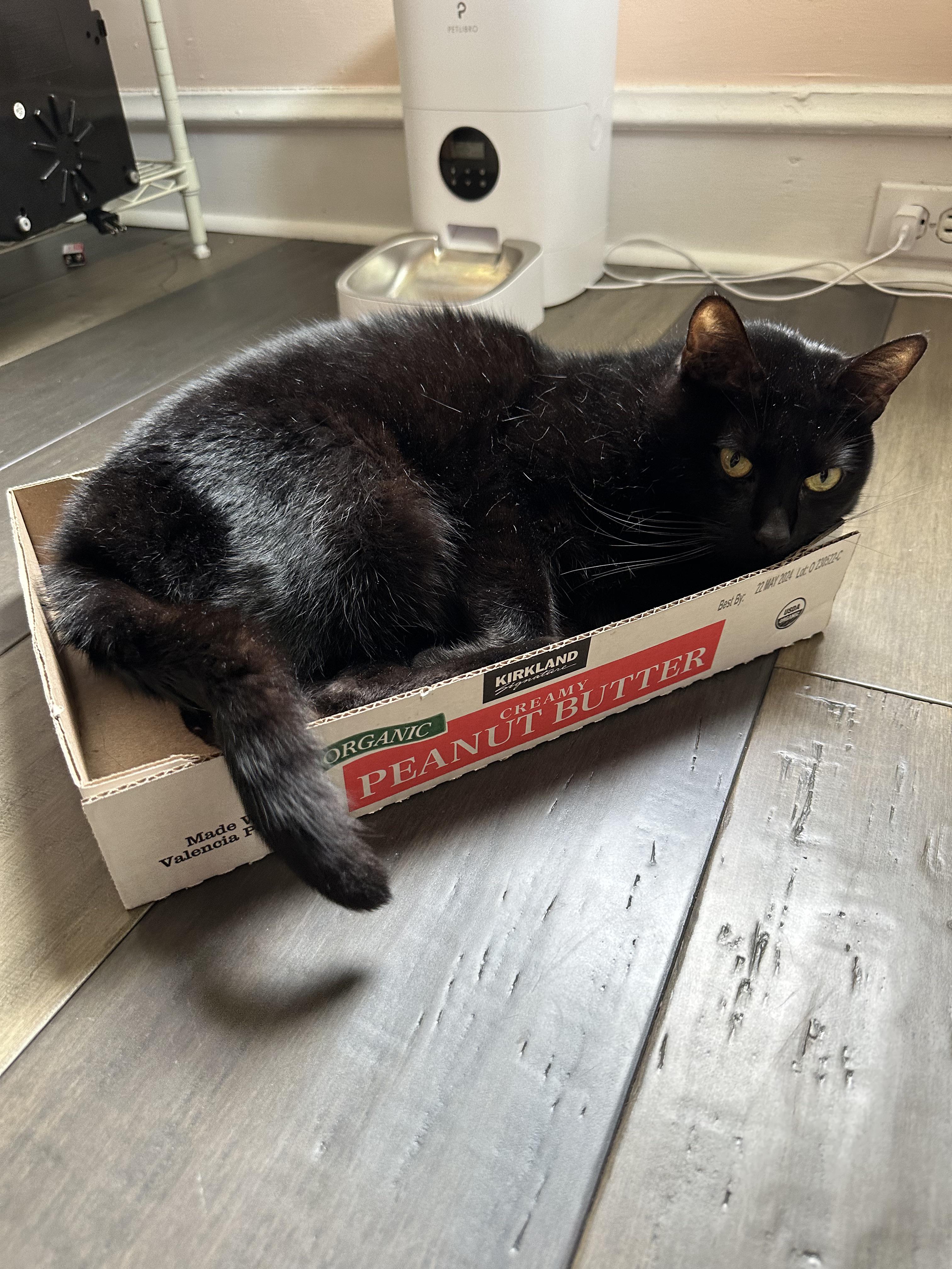 Anybody else’s cat obsessed with Costco boxes? r/Costco2