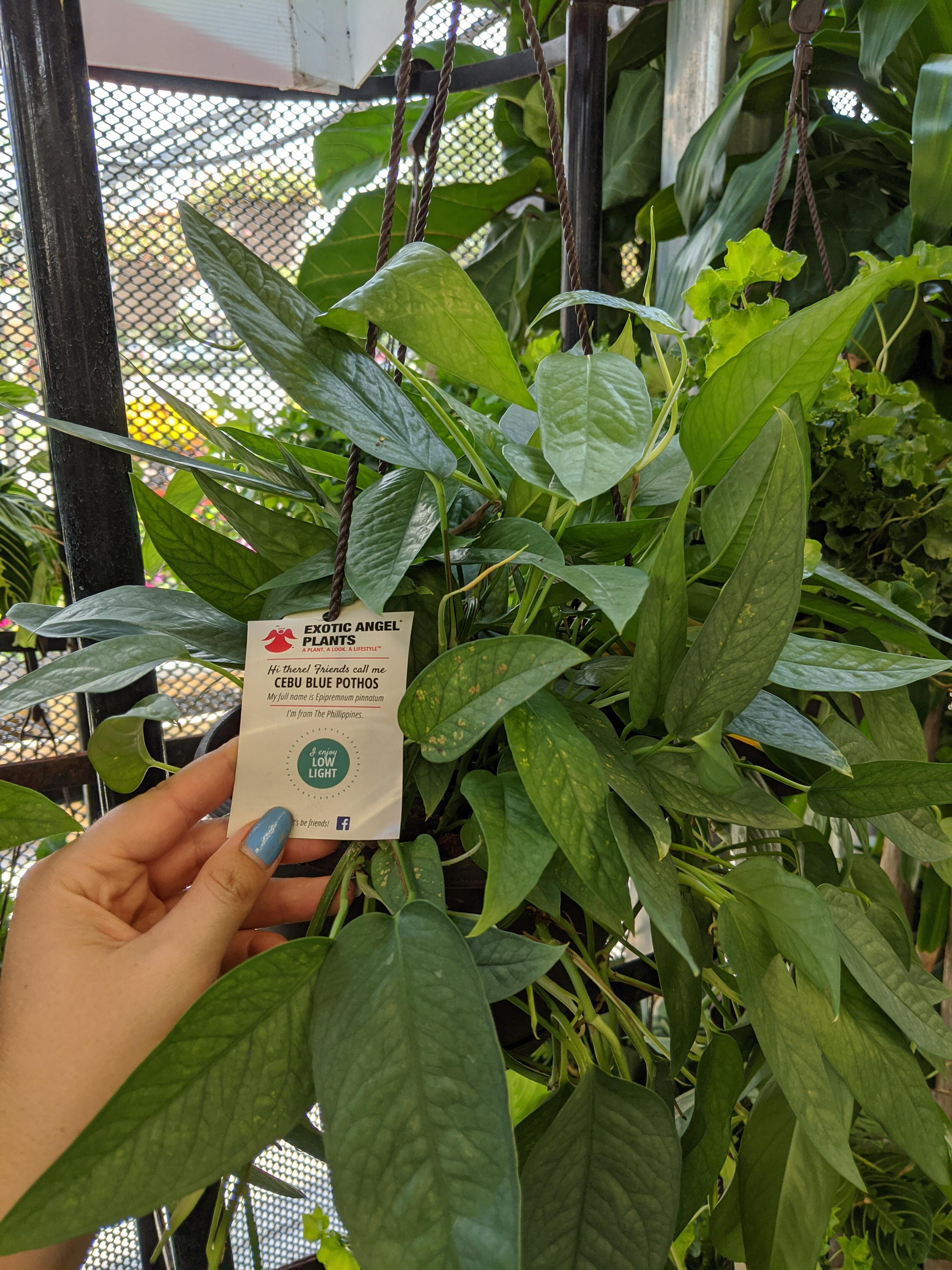 Massive cebu blue pothos plants at homedepot for 16 r/houseplants