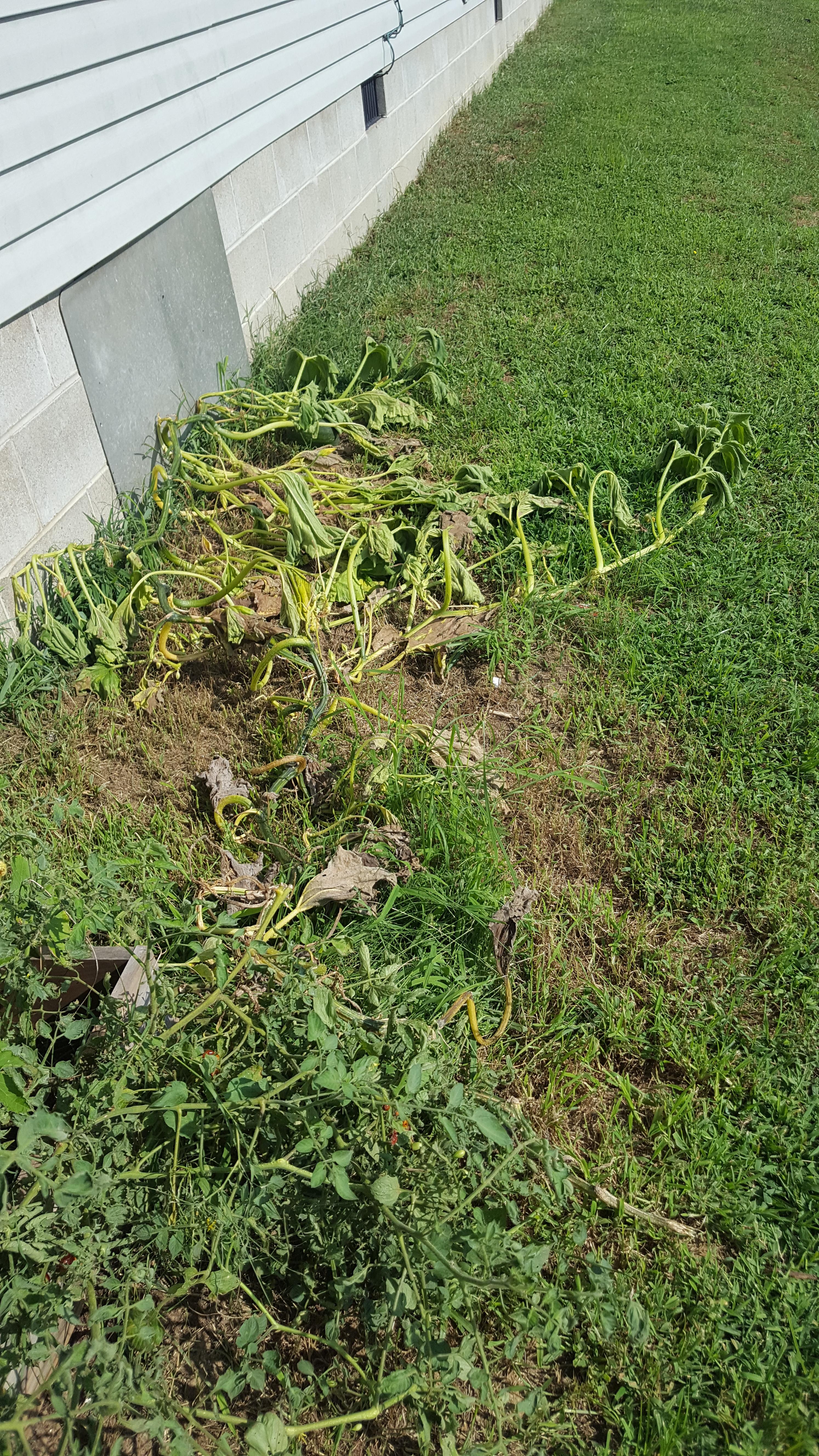 Something ate the stem on my pumpkin plant. ☹ r/gardening
