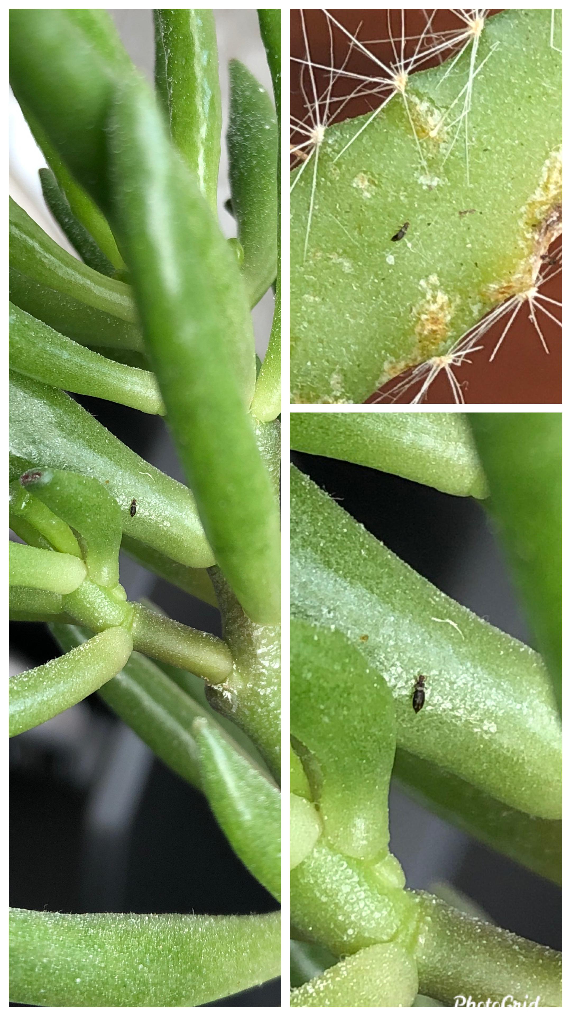 I have little black bugs on my Gollum Jade and Dragonfruit. The Jade