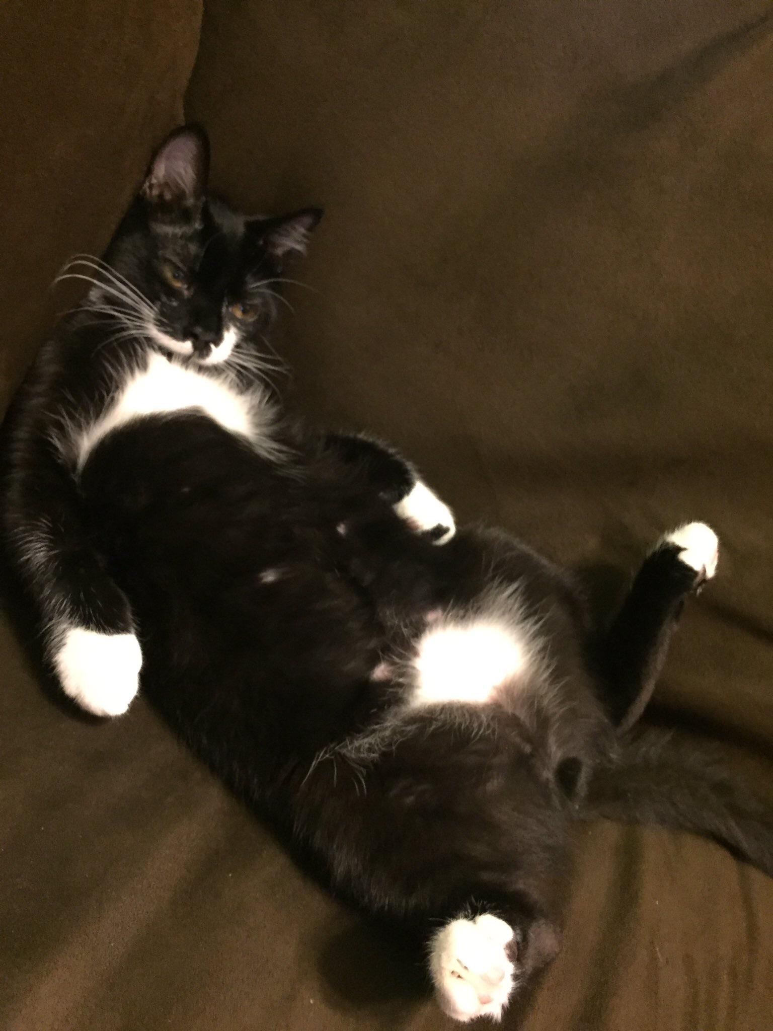 This is my cat Daniel r/aww