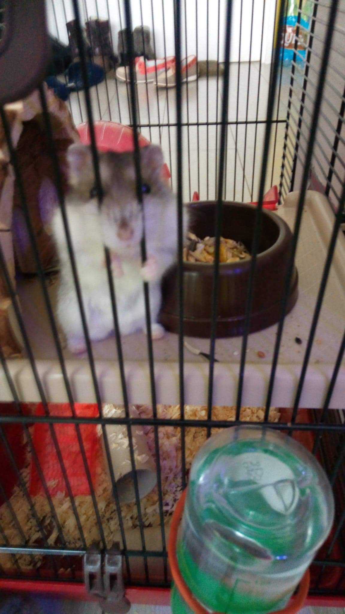 Meringue the hamster during french quarantine. r/hamsters