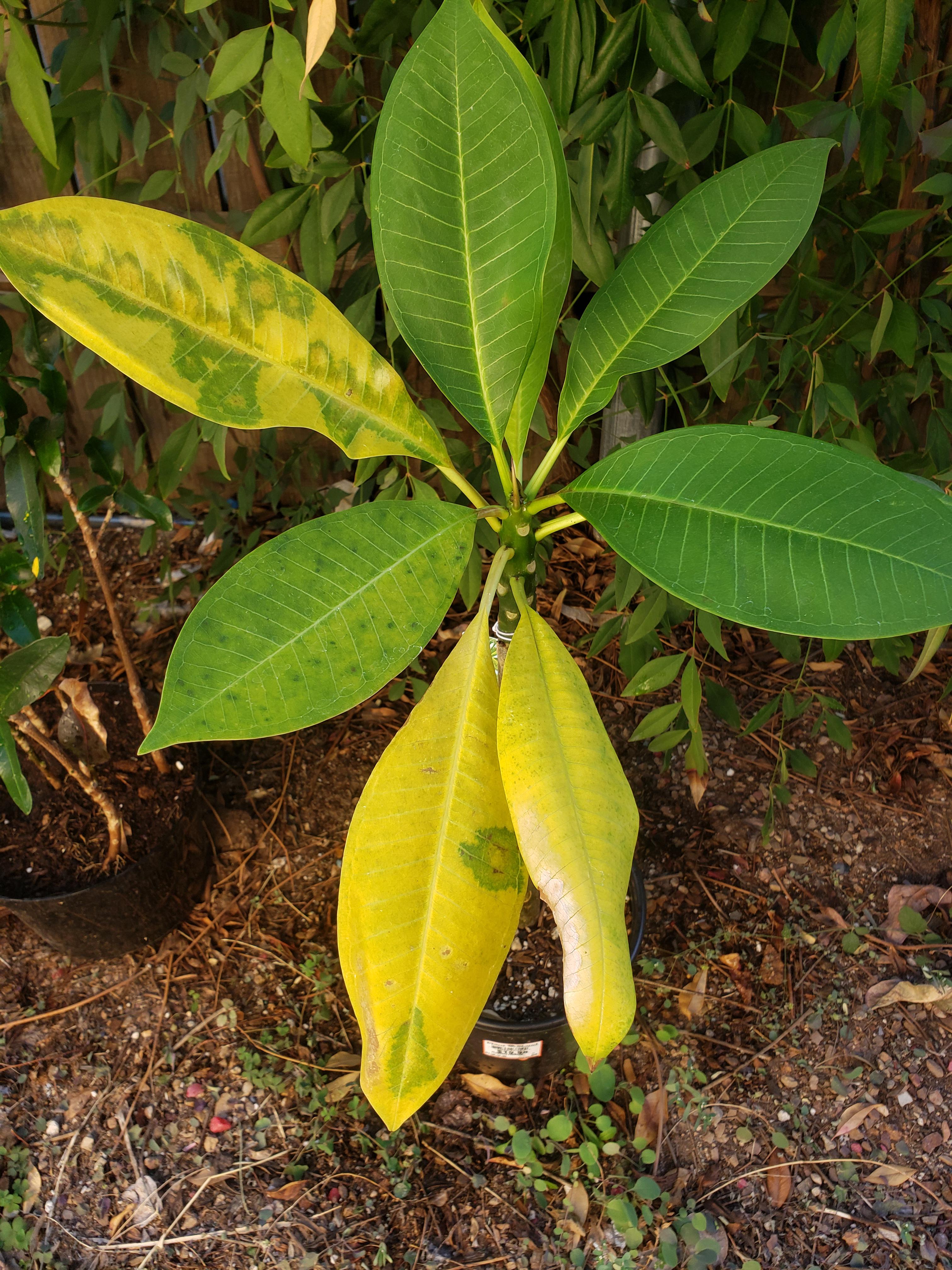 What's going on with my plumeria? Zone 9, watering when the soil is dry