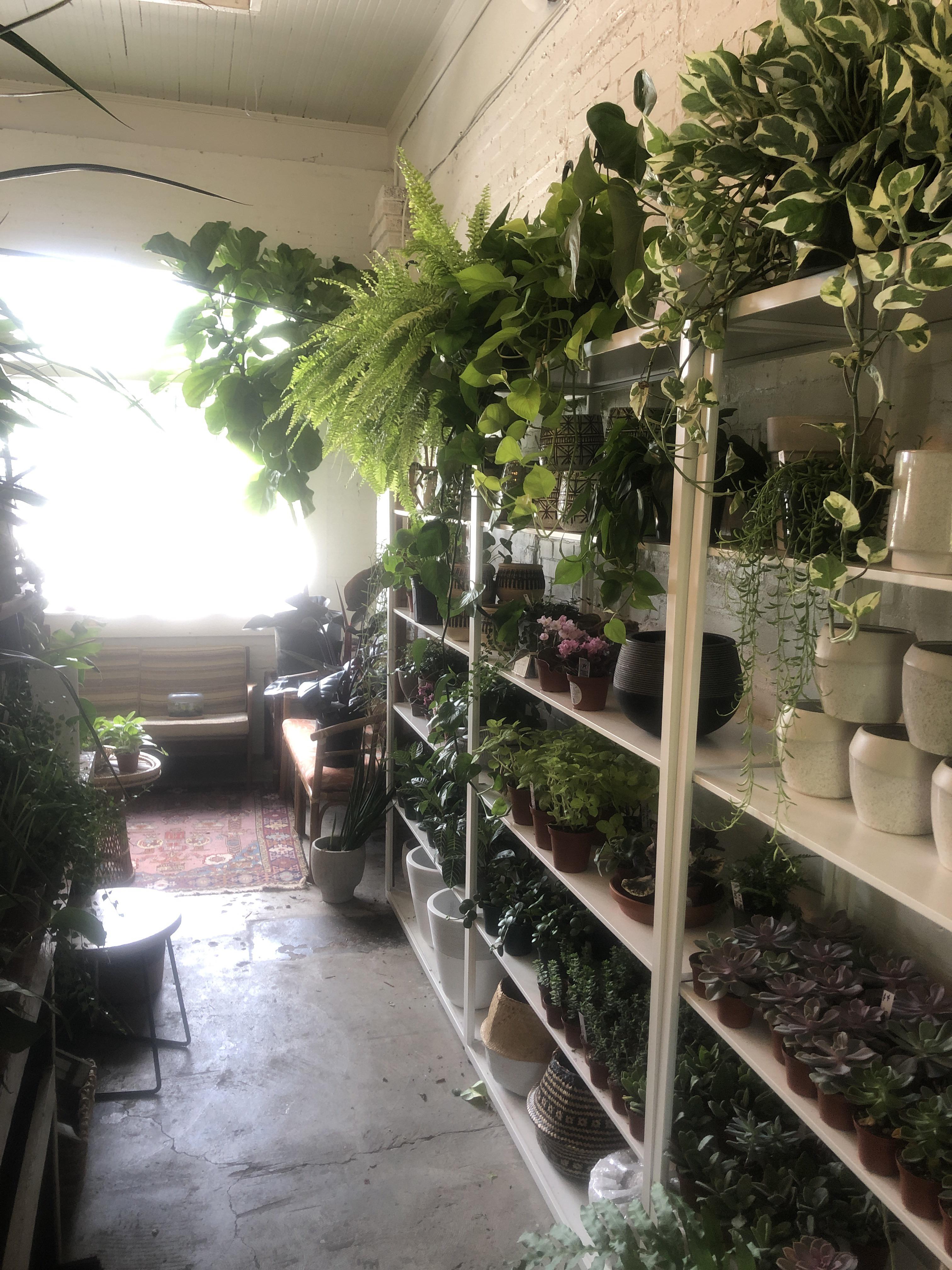Found this amazing nursery here in Tampa, Fl. Take all my monnneeeyyyyy