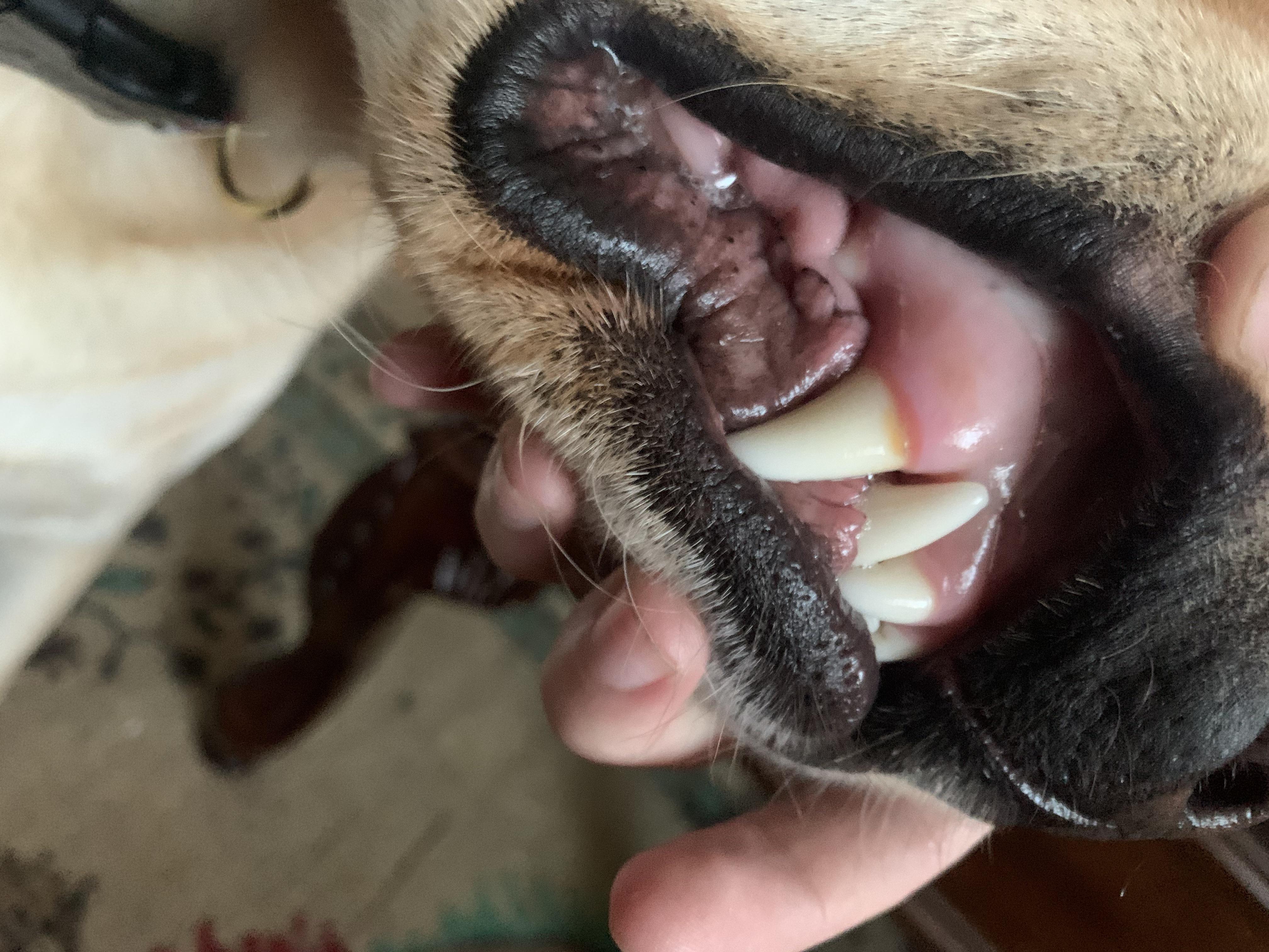 Do my dog’s gums seem pale? r/DogAdvice