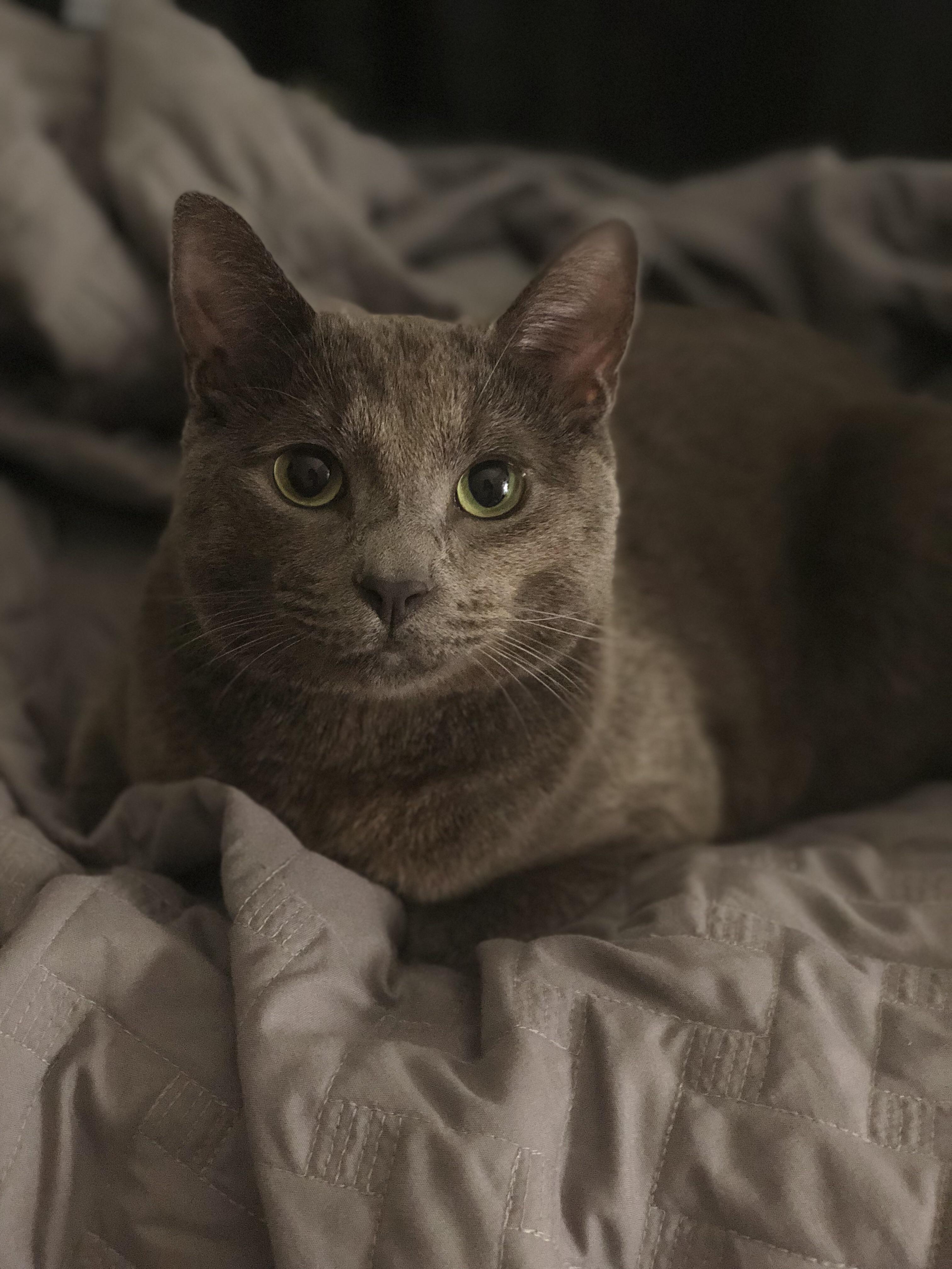 iPhone’s portrait mode was made for pet portraits r/aww