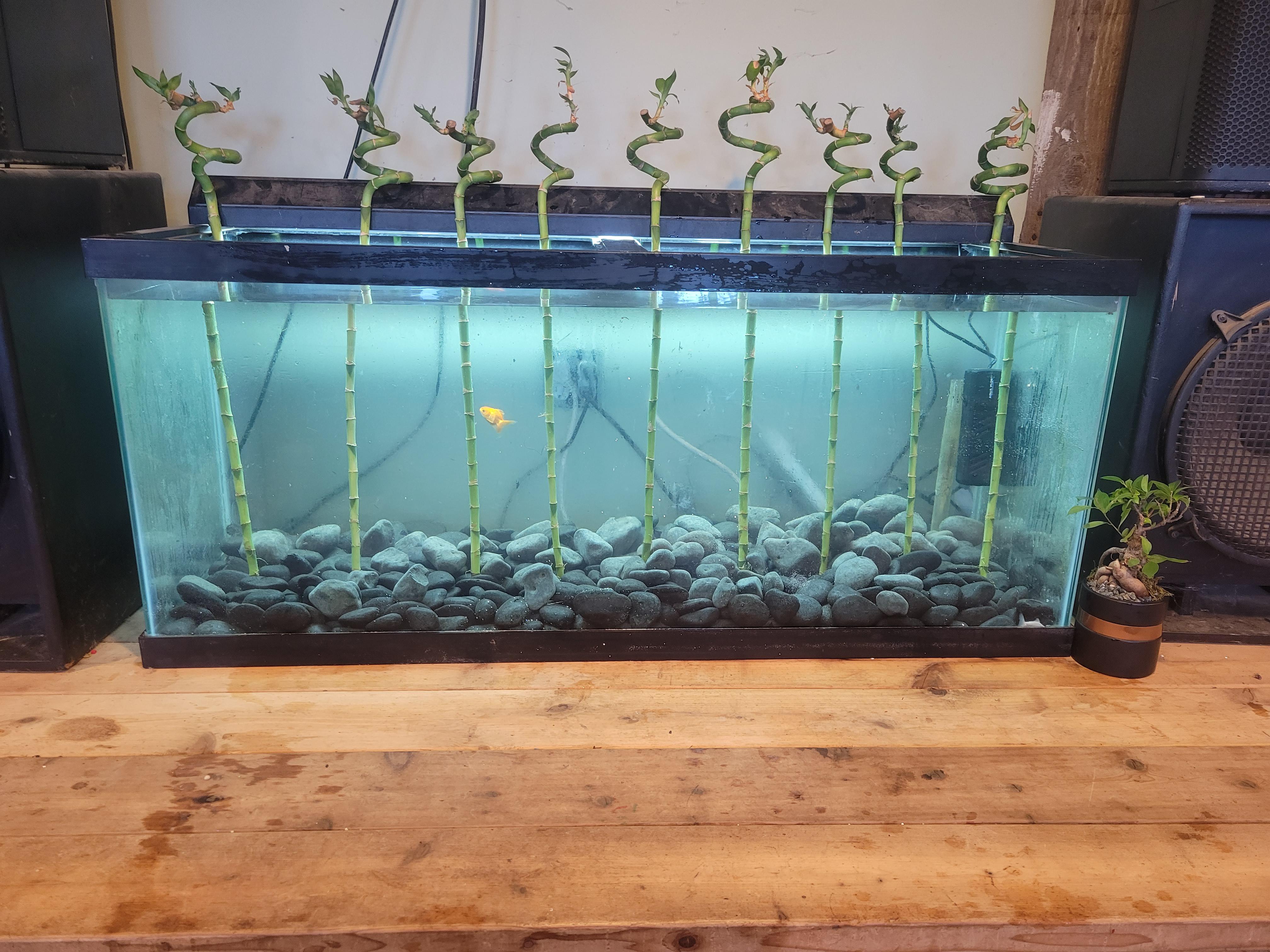 New Tank! 80 Gallon w/ lucky bamboo and home depot polished black beach