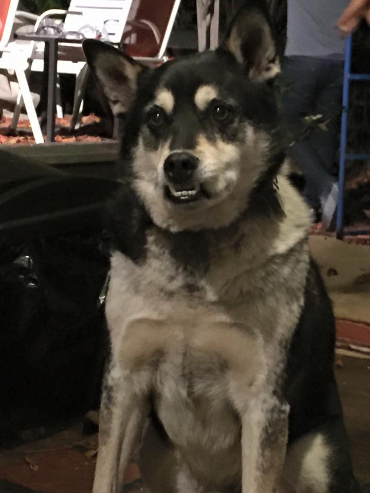 Sometimes....my dog zones out while he's watching me eat r/aww