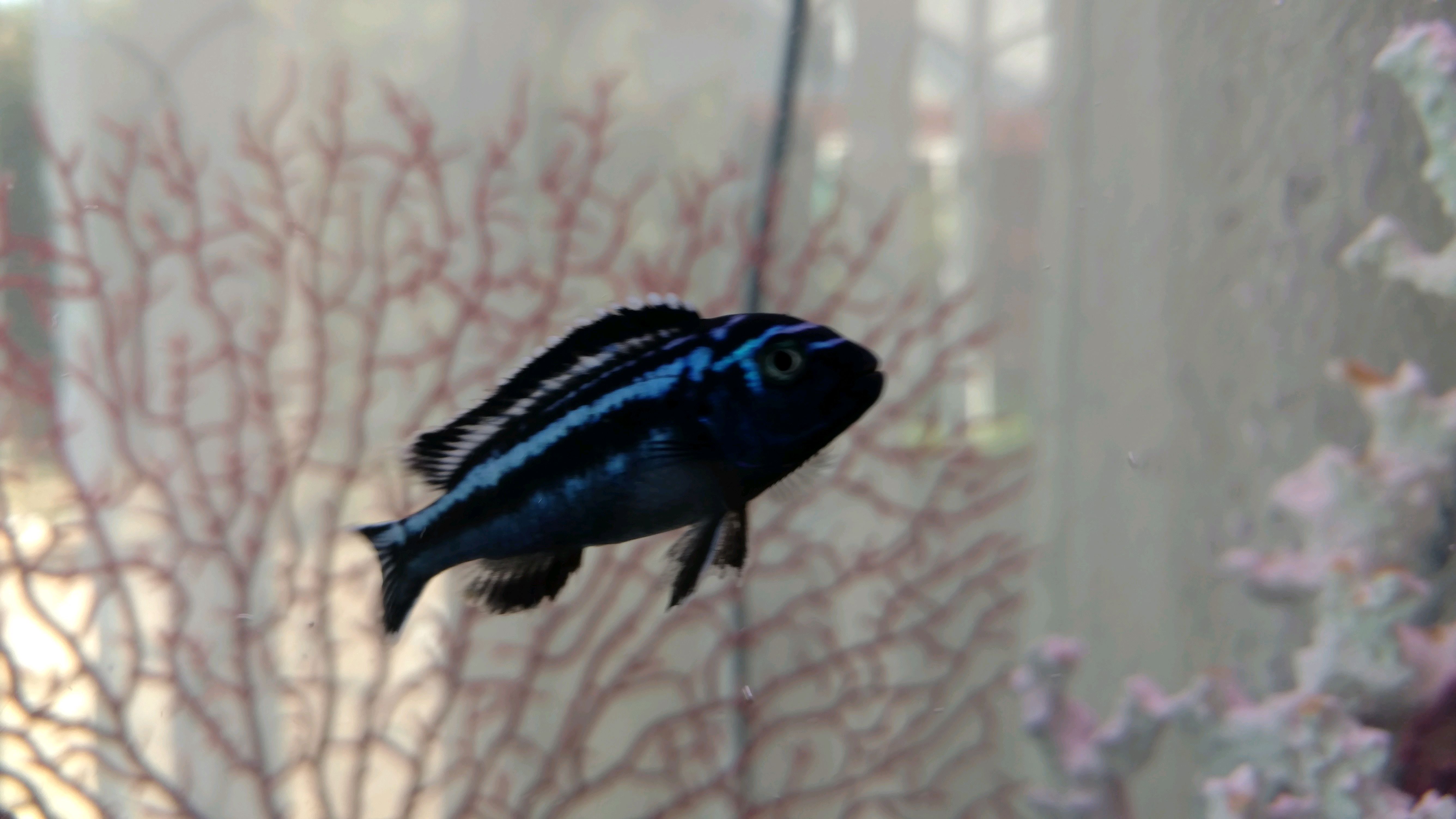 [GA] San Jose/Bay area Free Adult Electric Blue Maingano r/AquaSwap