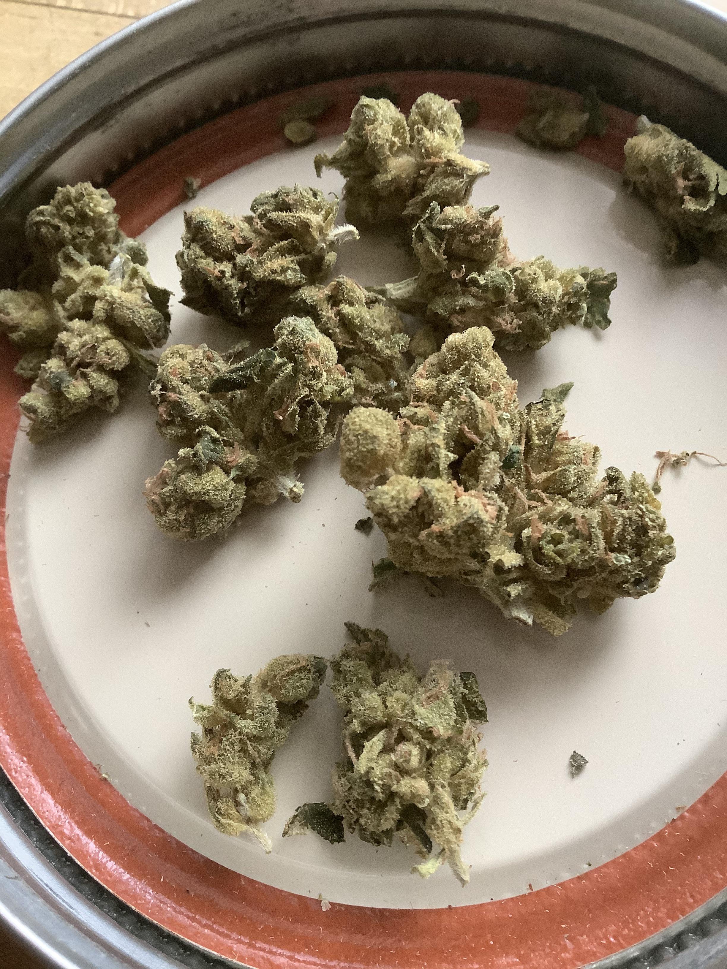 Headband (OG Kush x Sour Diesel) Pure Sun Farms r/RecPics