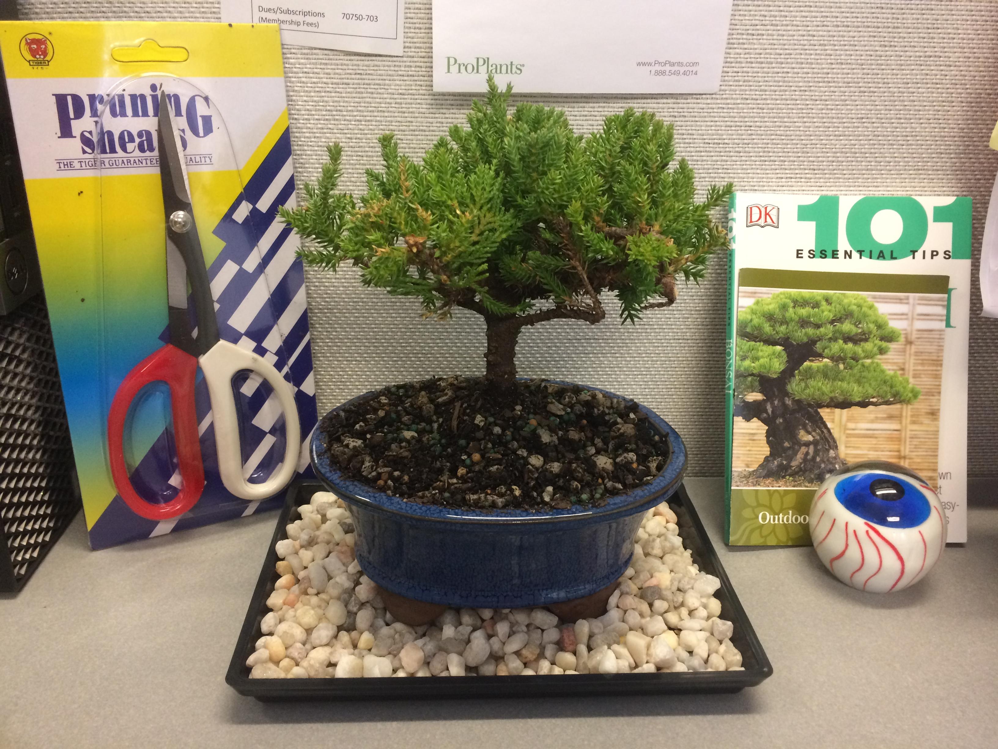 Instead of roses, my boyfriend gifted me a bonsai tree! Happy Valentine