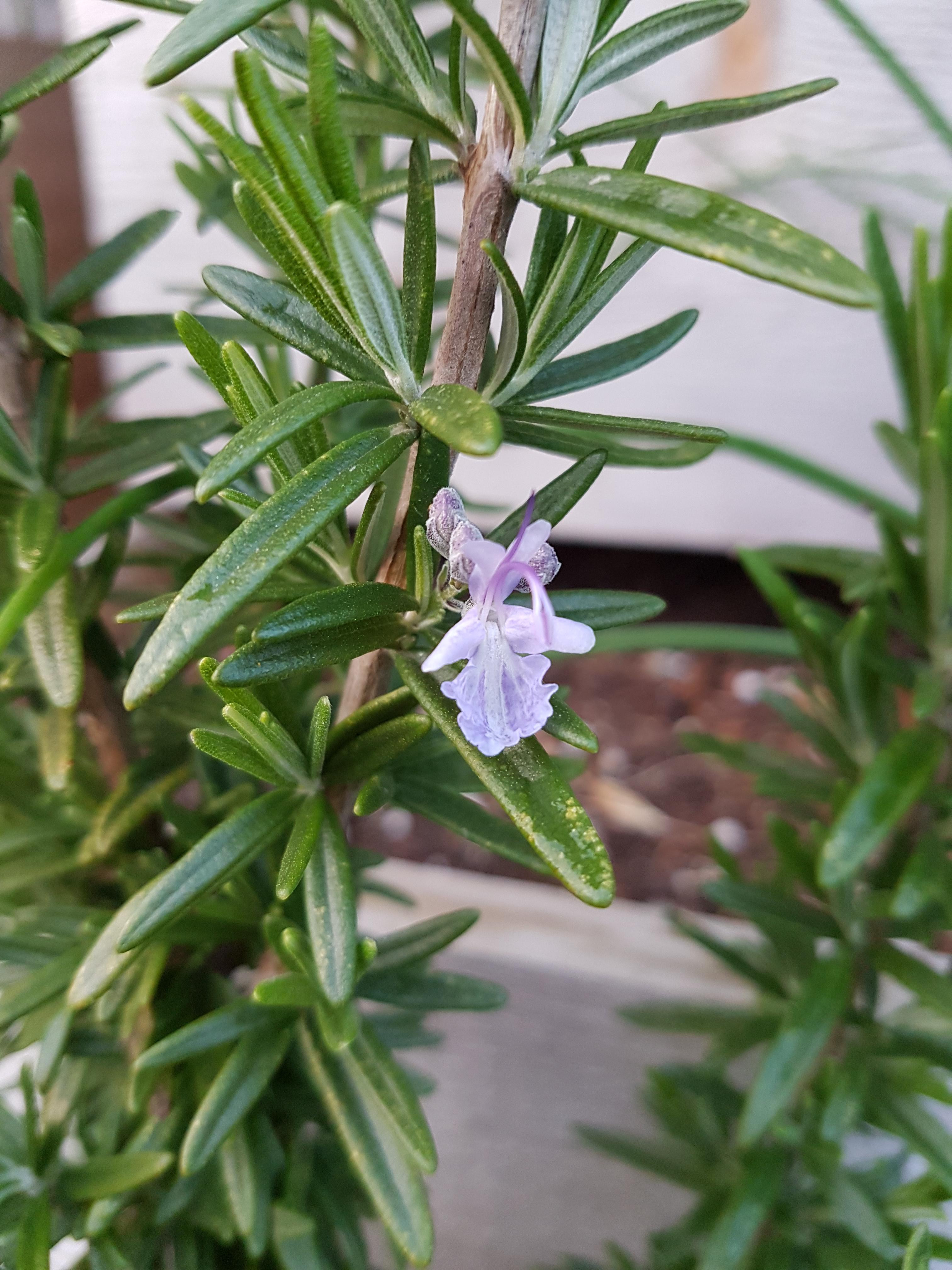 My rosemary bloomed to my surprise. I did not know this was a thing